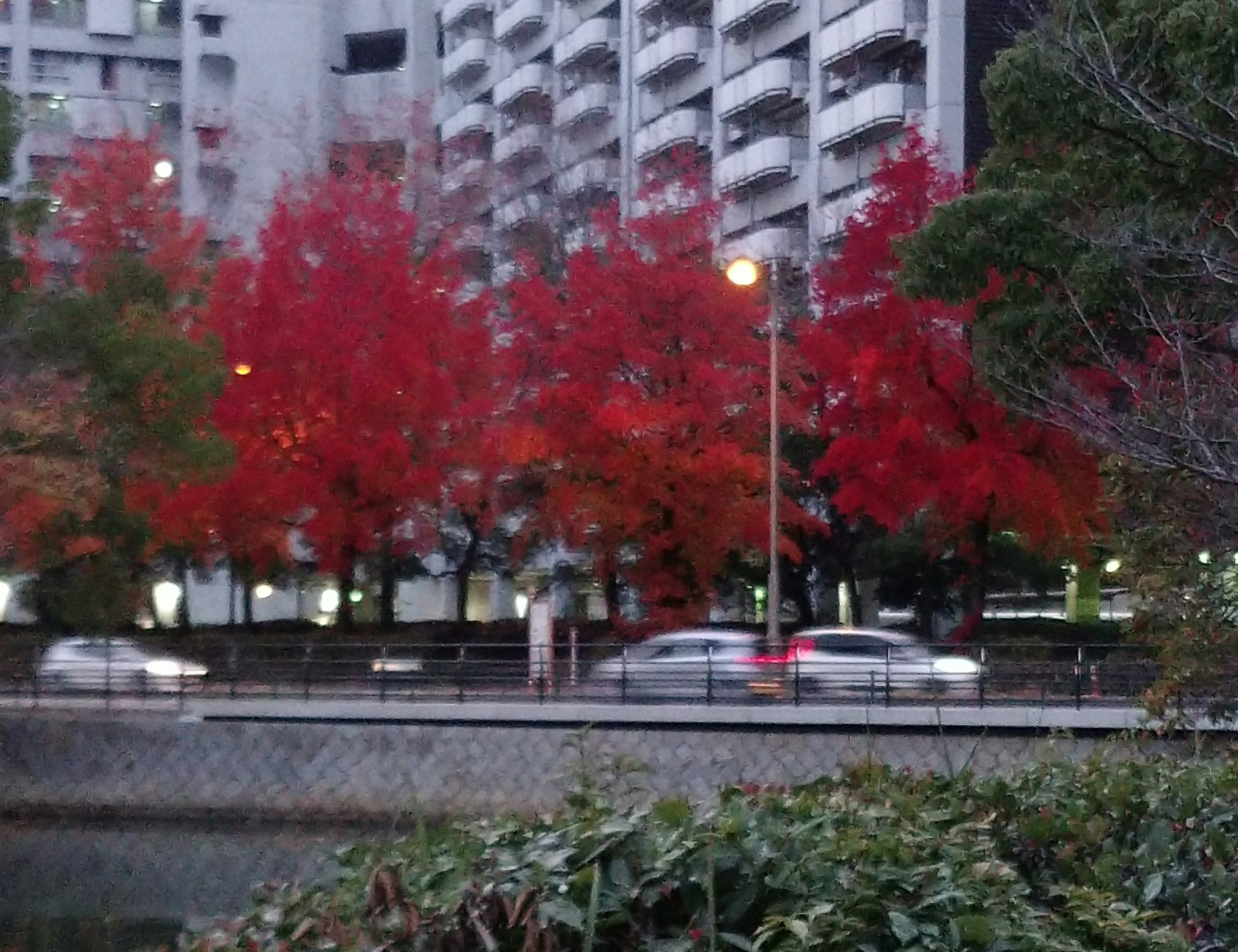 Scena con alberi dalle foglie rosse e grattacieli