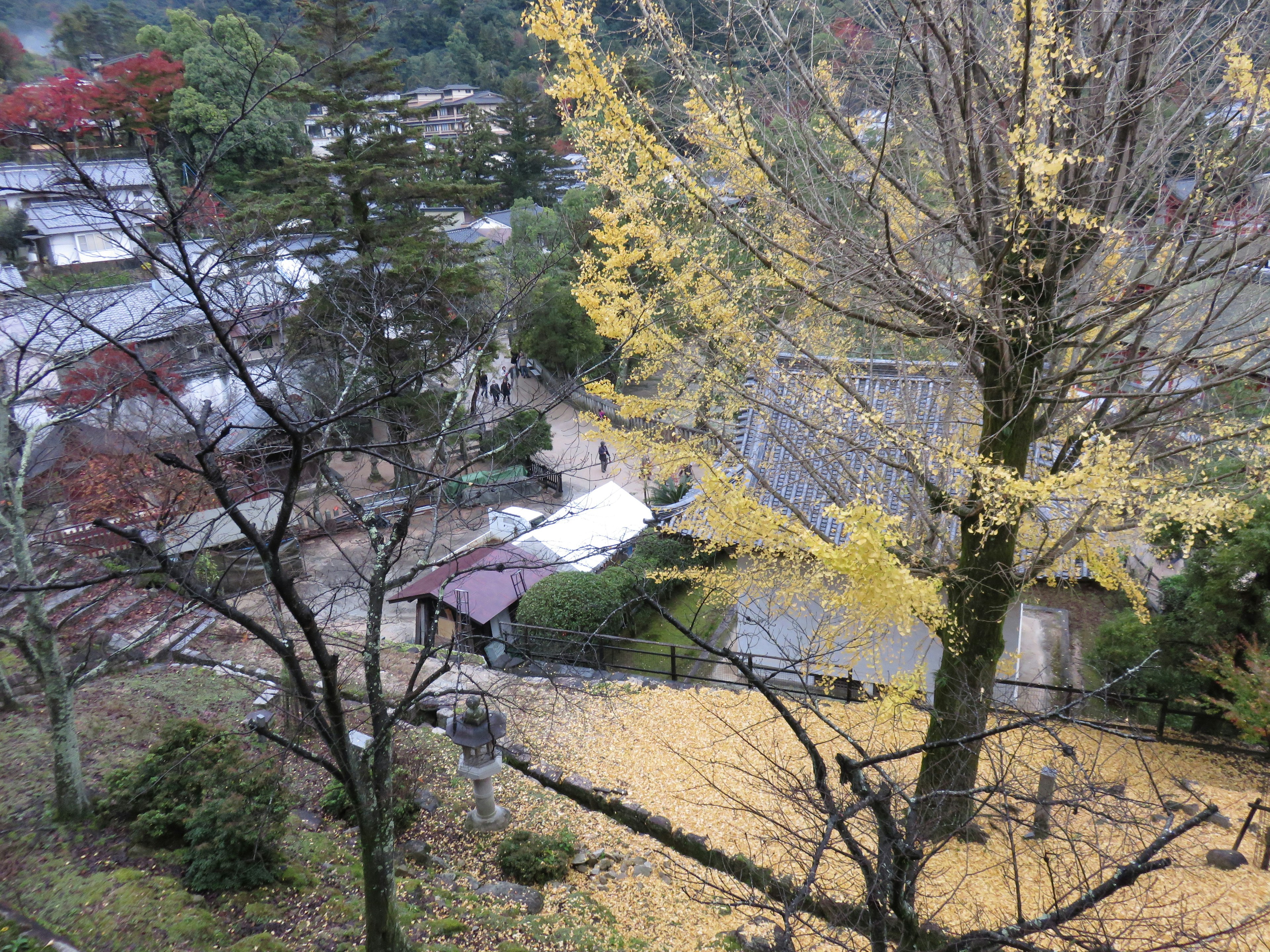 Paesaggio autunnale con un albero di ginkgo giallo e case in lontananza