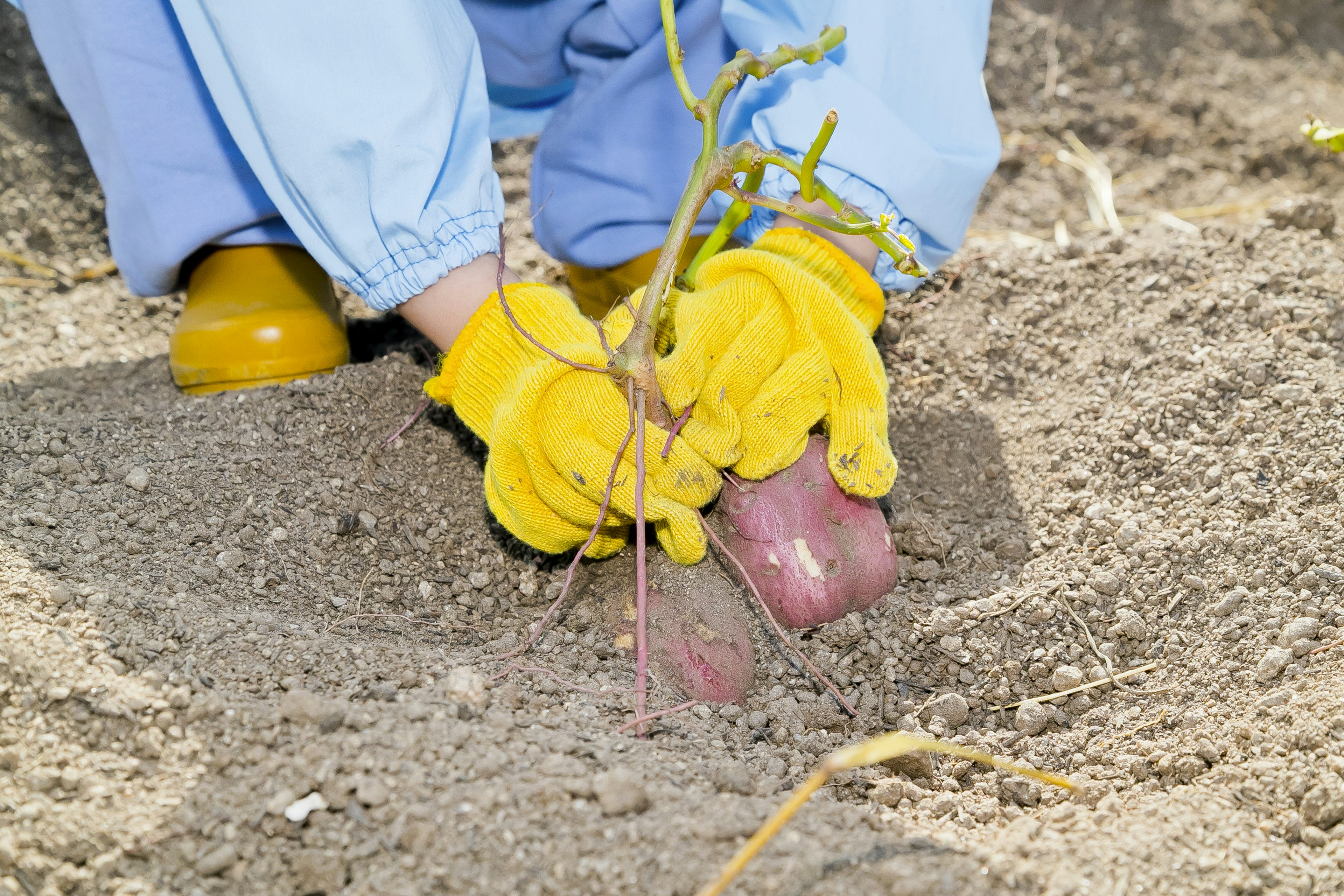 Manos con guantes amarillos plantando una pequeña planta en el suelo