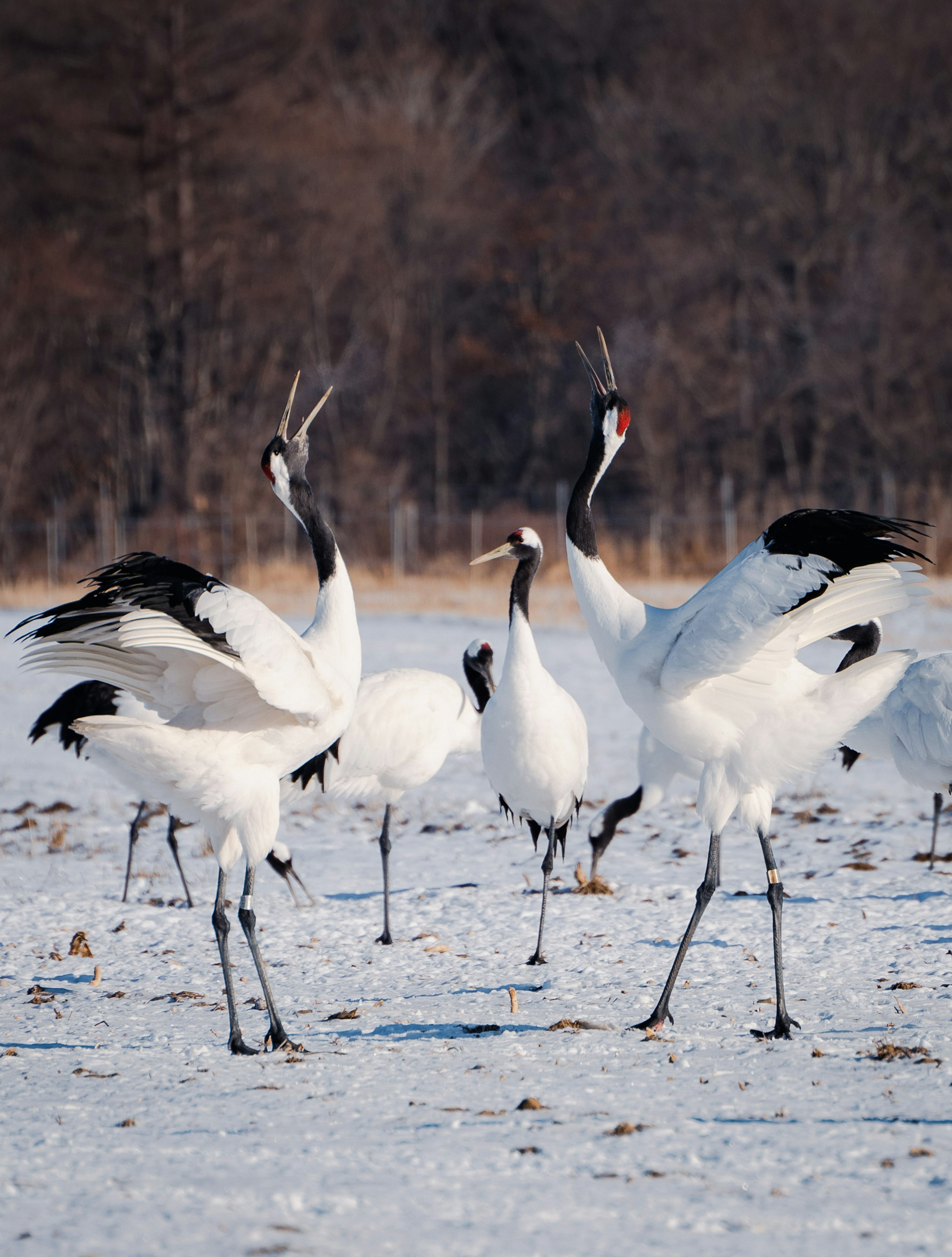 Un groupe de grues à couronne rouge dans la neige