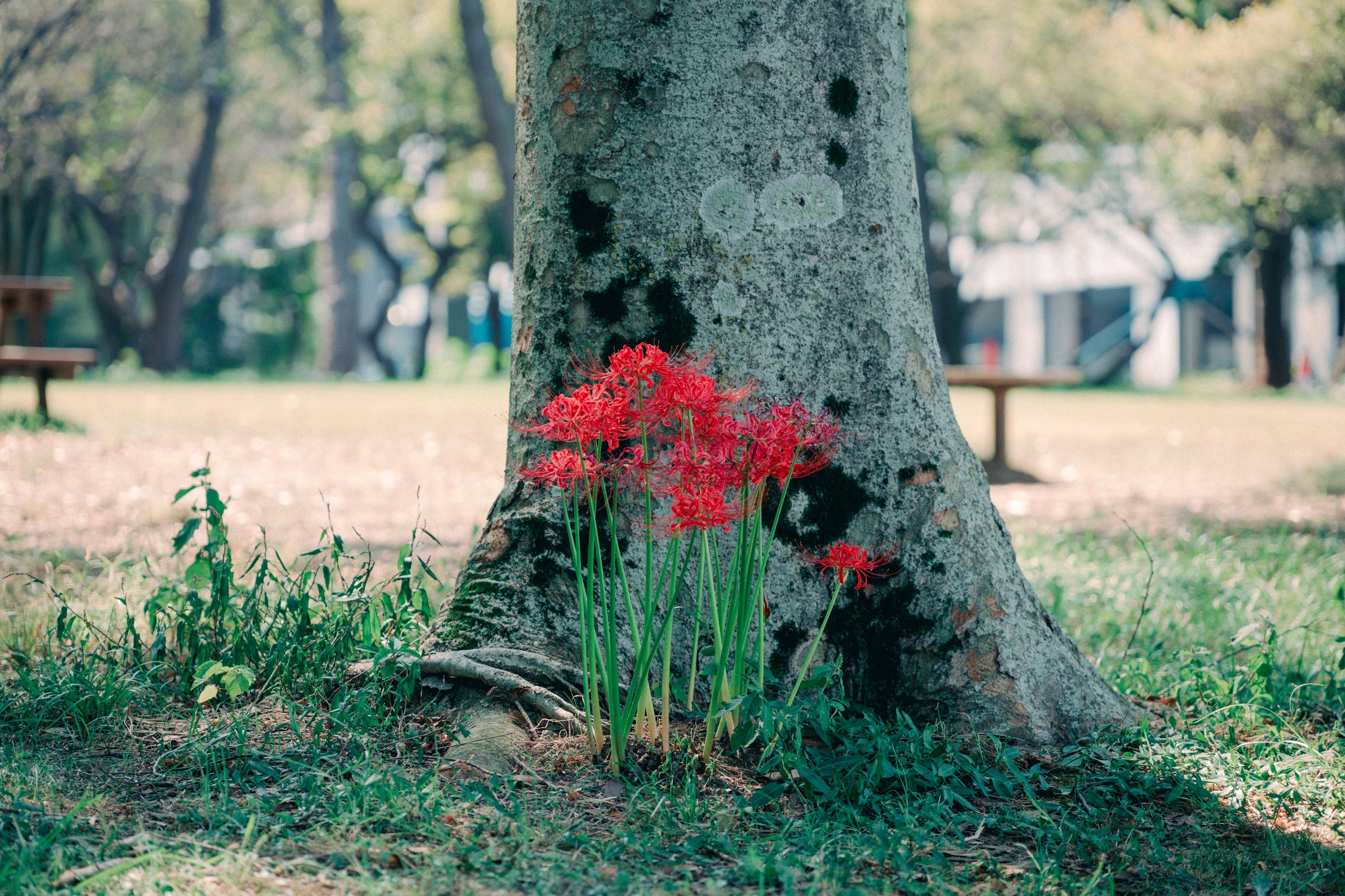 Flores rojas floreciendo en la base de un gran árbol con hierba verde