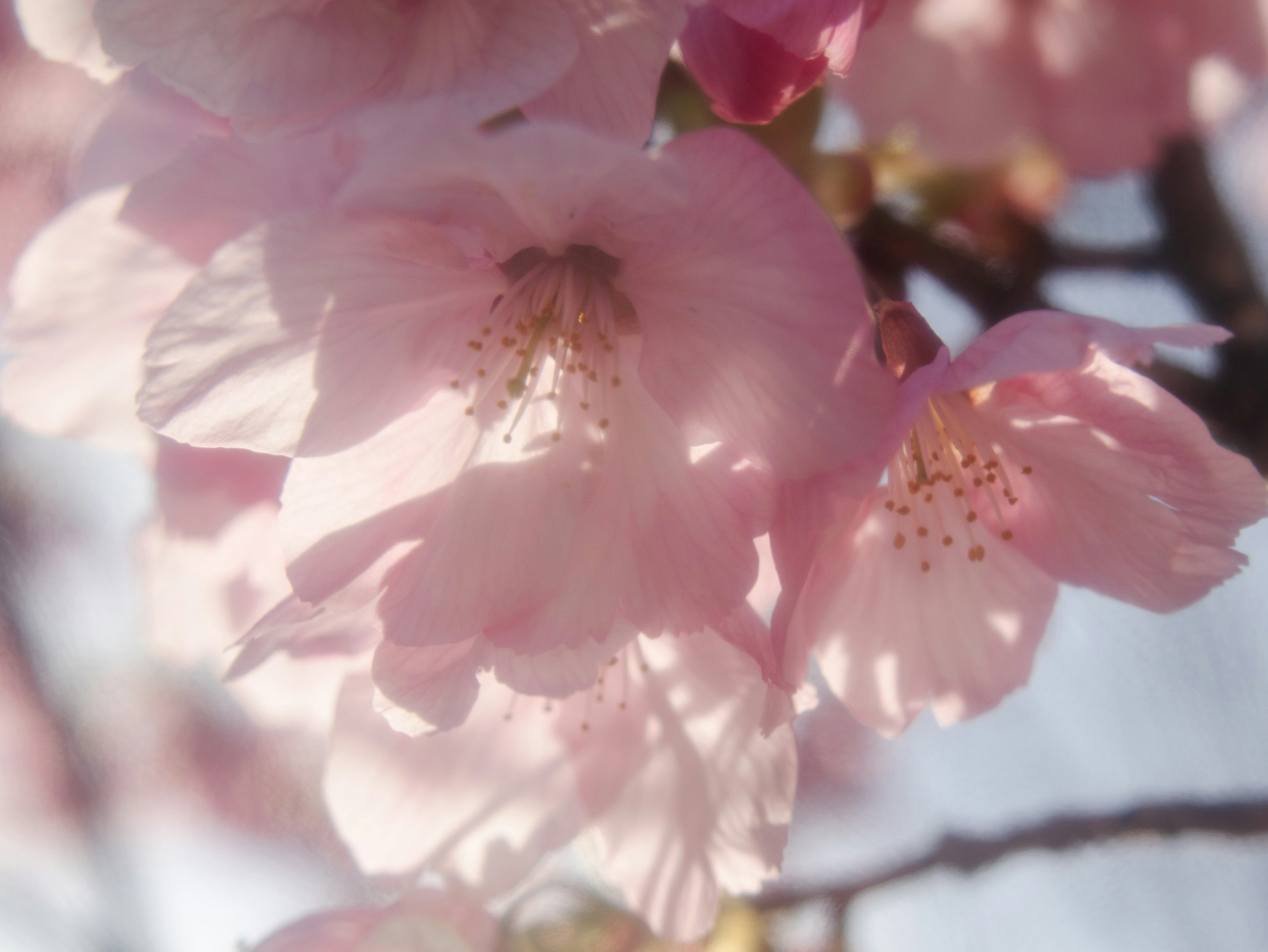 薄いピンクの桜の花が光に照らされている美しいクローズアップ