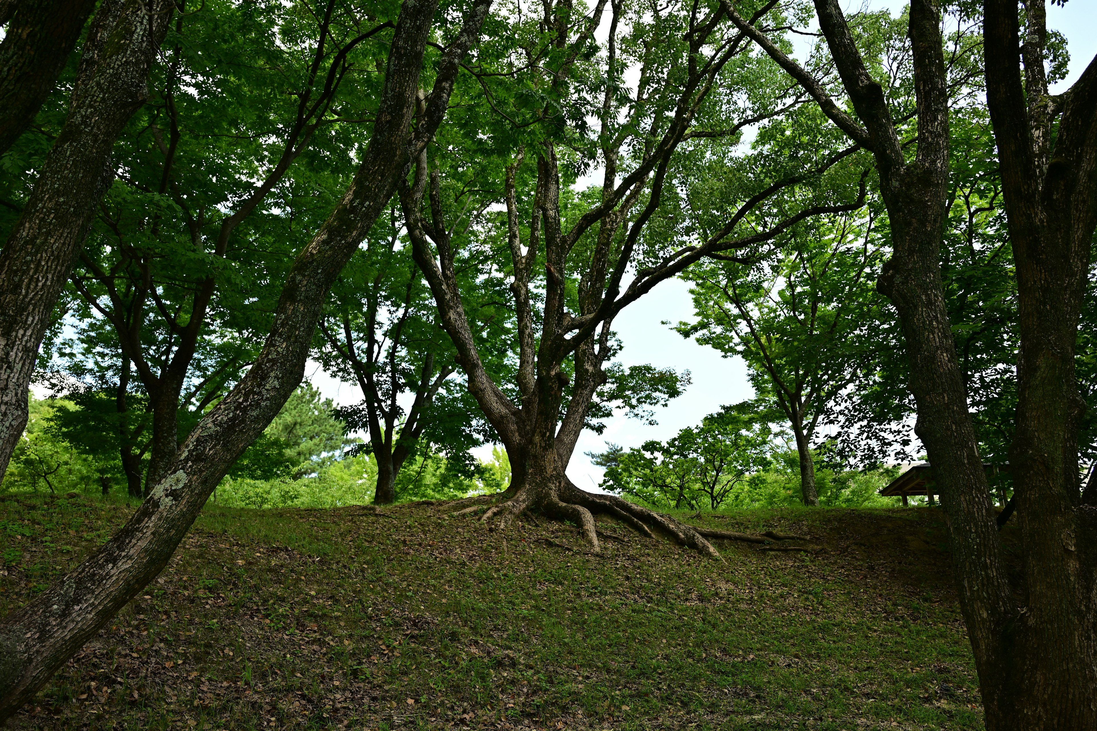 A large tree surrounded by lush green foliage and roots