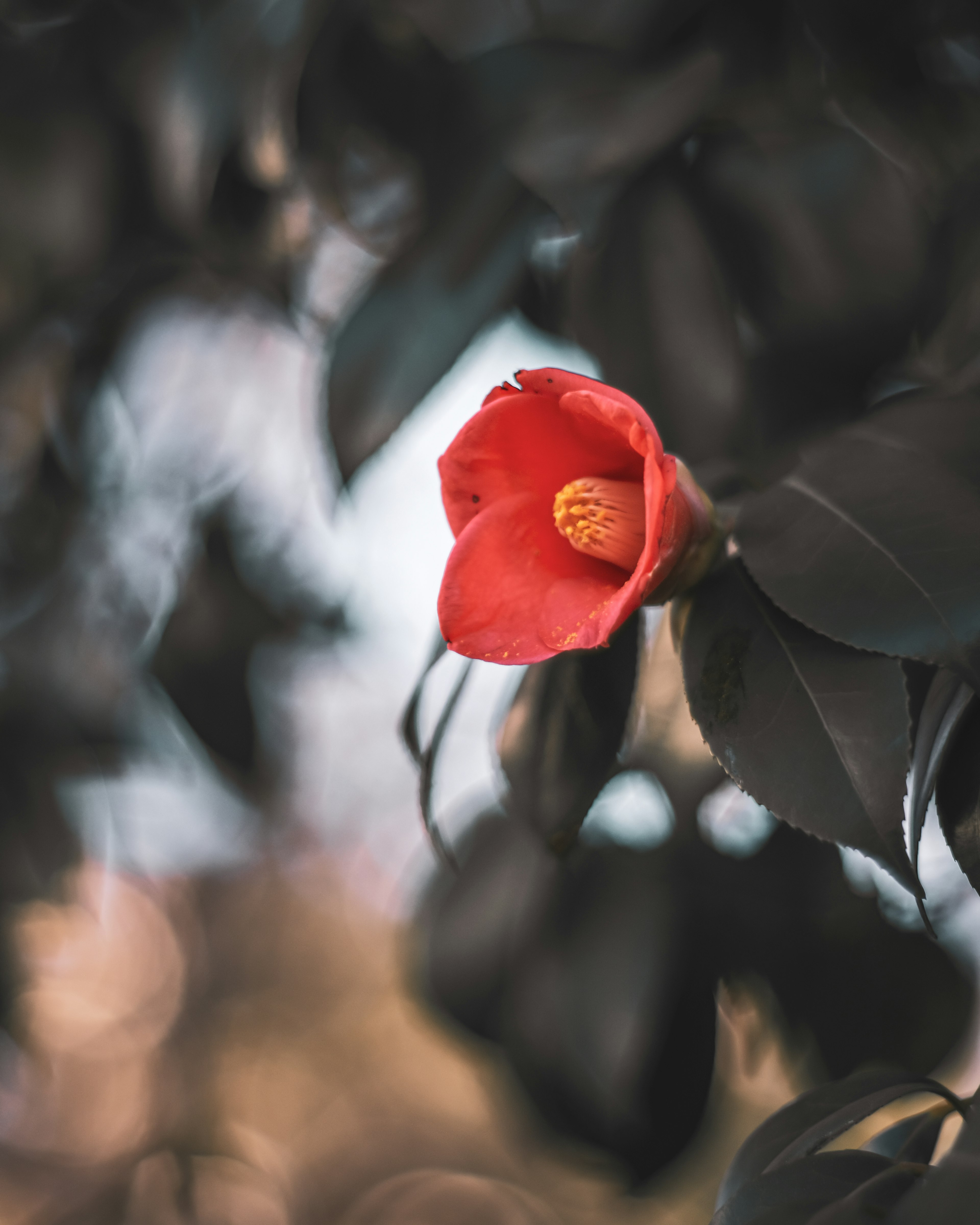 Primo piano di un fiore rosso con foglie verdi