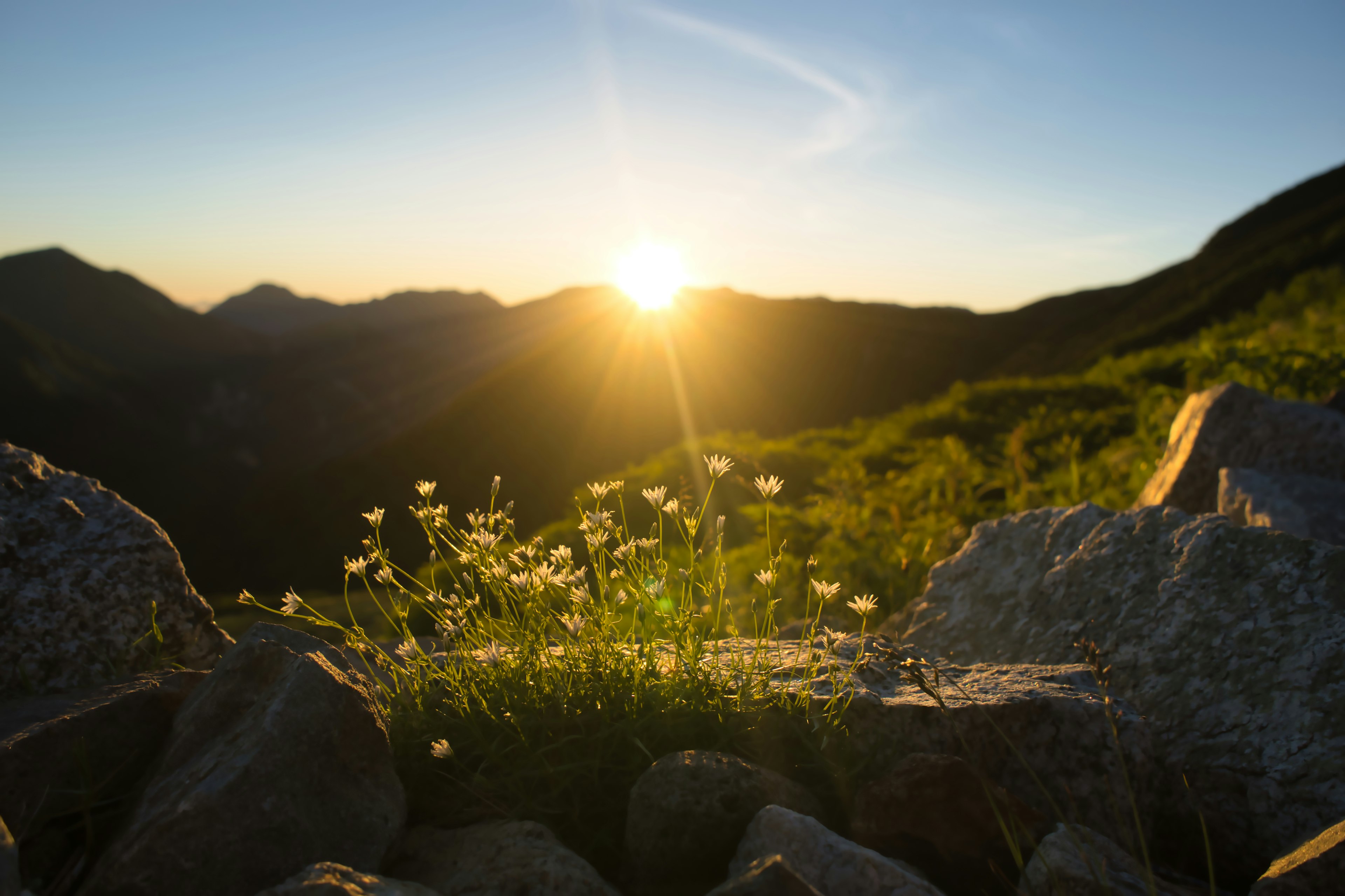 Primo piano di fiori selvatici illuminati dal tramonto in un paesaggio montano