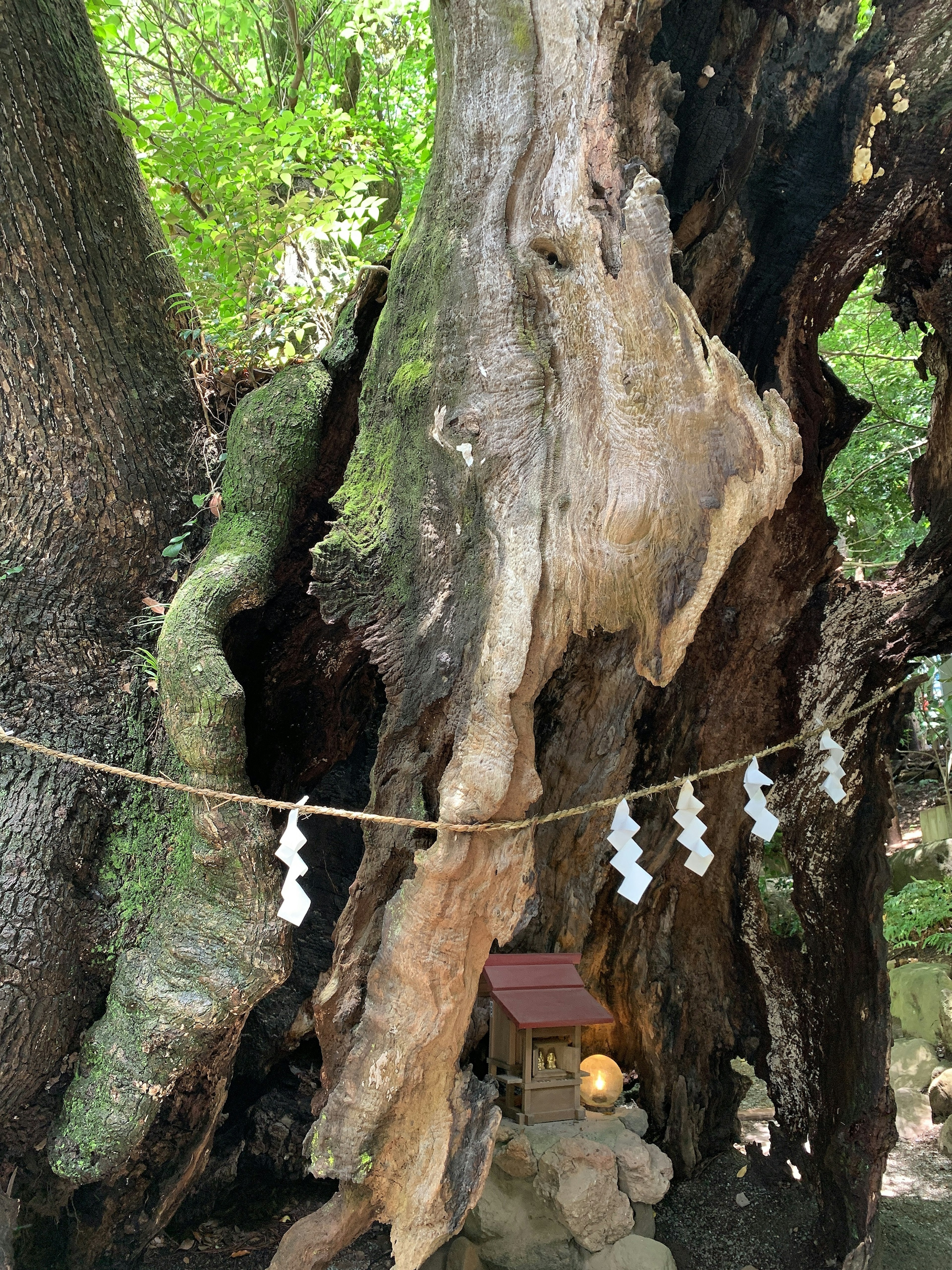 Un tronco d'albero antico con una piccola struttura simile a un santuario circondata da fogliame verde lussureggiante