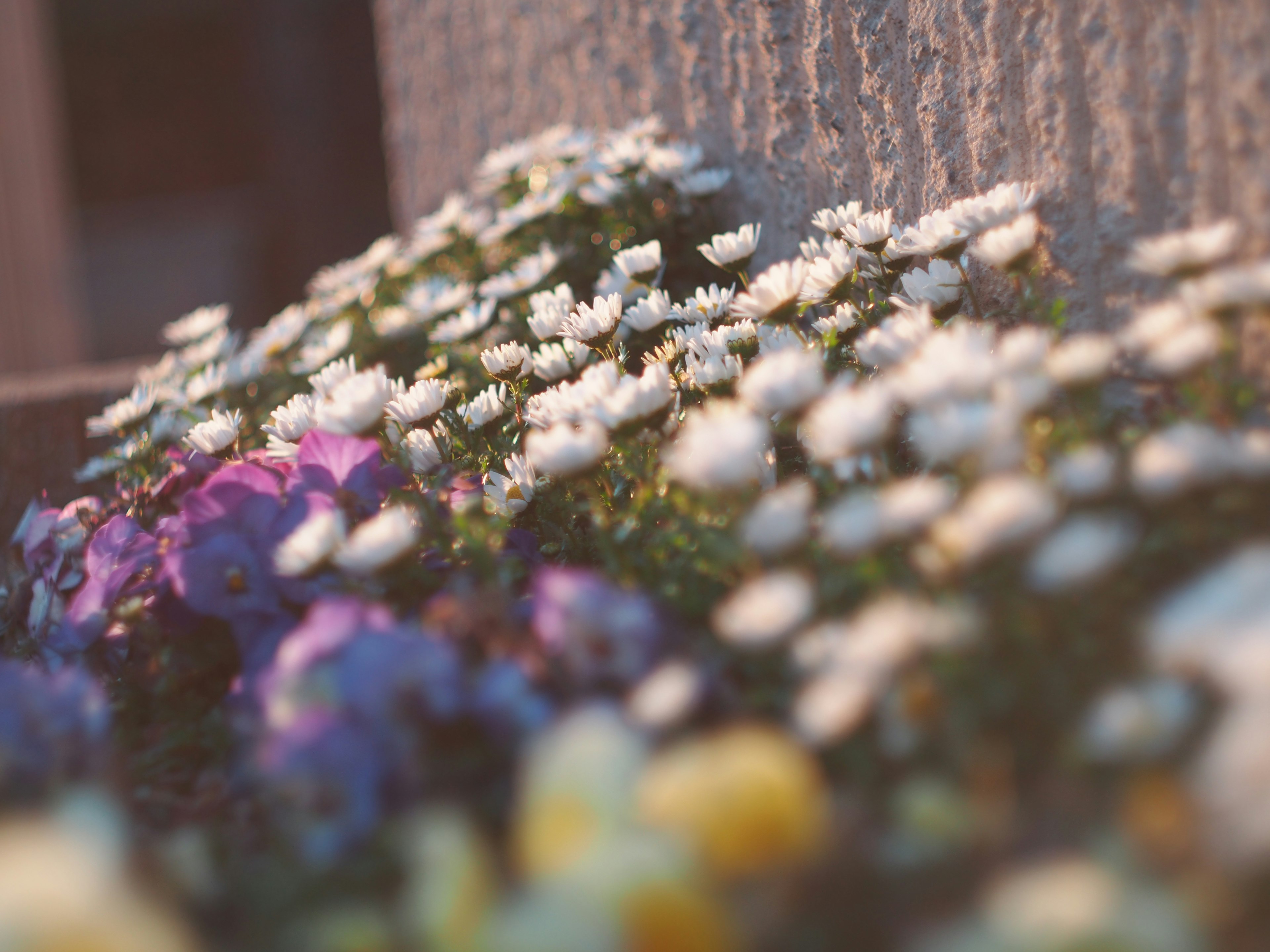 白い花と紫の花が混在する花壇のぼかし画像