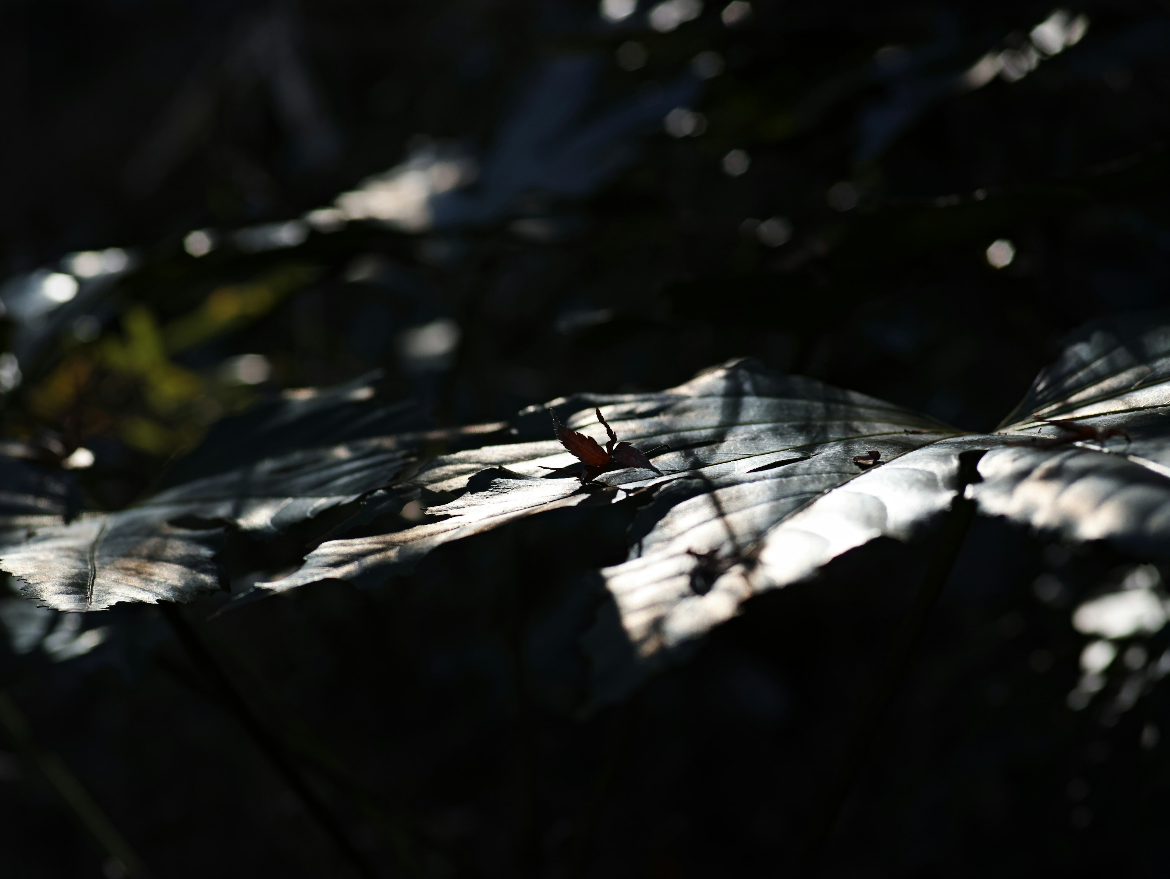 Feuilles brillantes illuminées sur un fond sombre