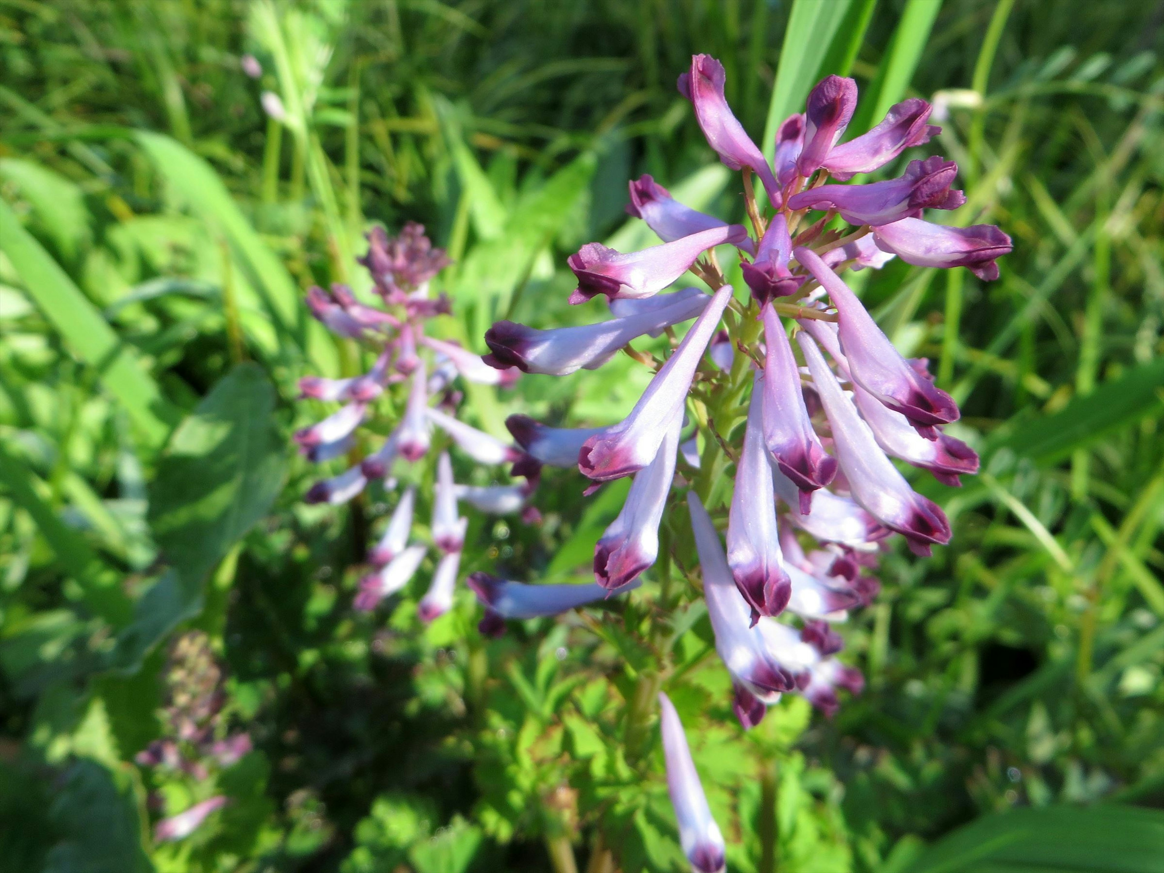 紫色の花が咲いている緑の背景の中の植物