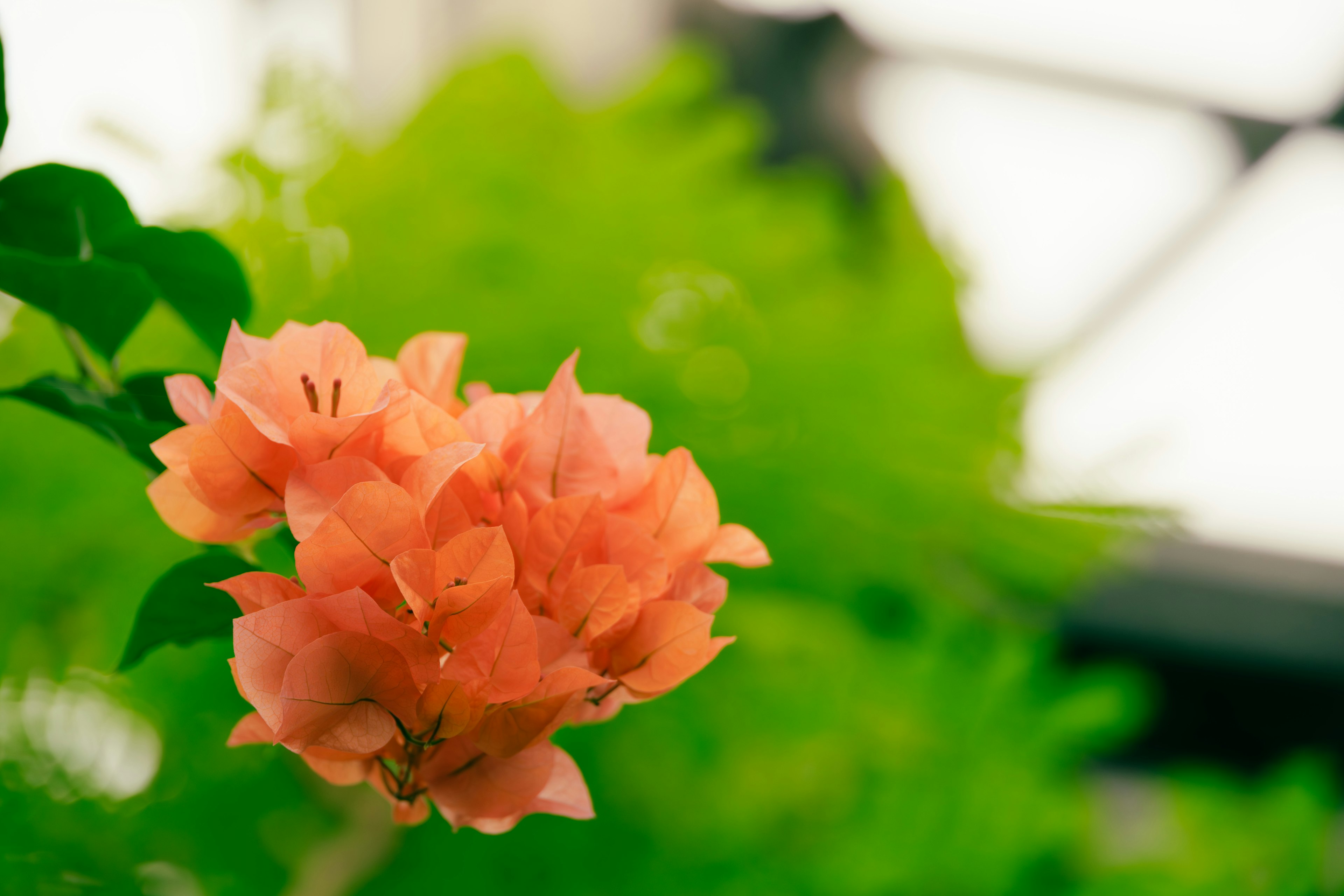 Vibrant orange bougainvillea flower with green leaves