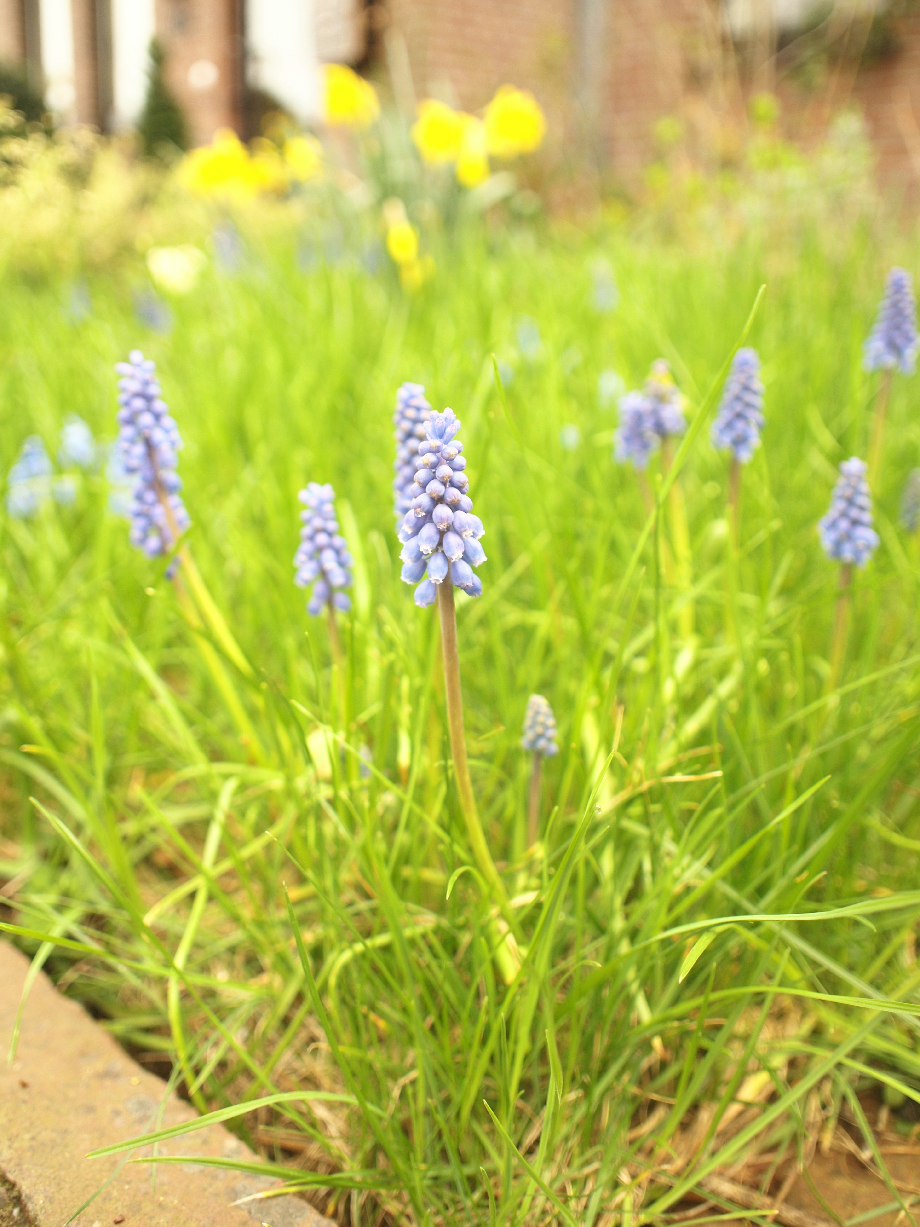 緑の草の中に咲く青紫色の花々と黄色い花が見える庭の風景