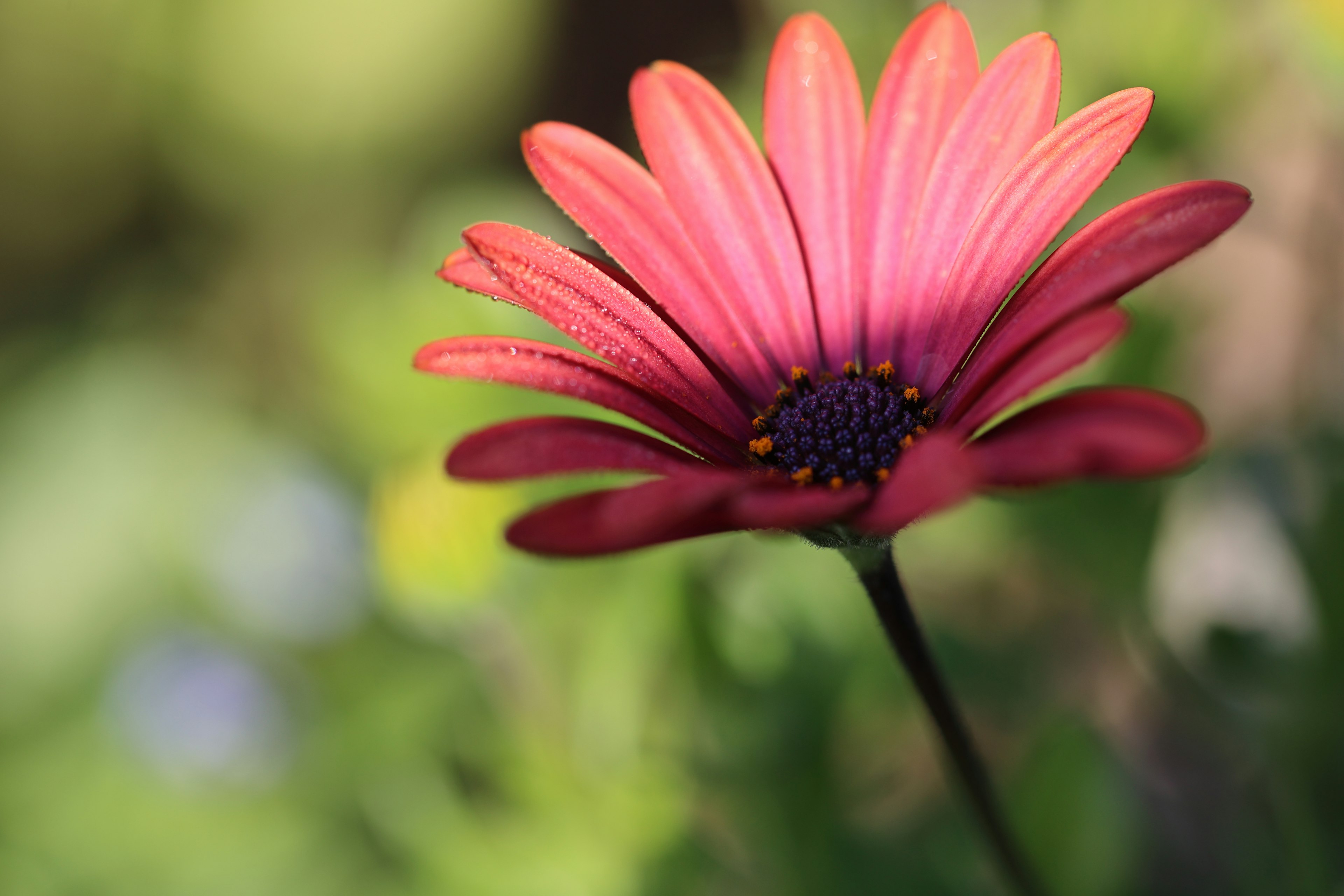 Primer plano de una hermosa flor rosa con pétalos