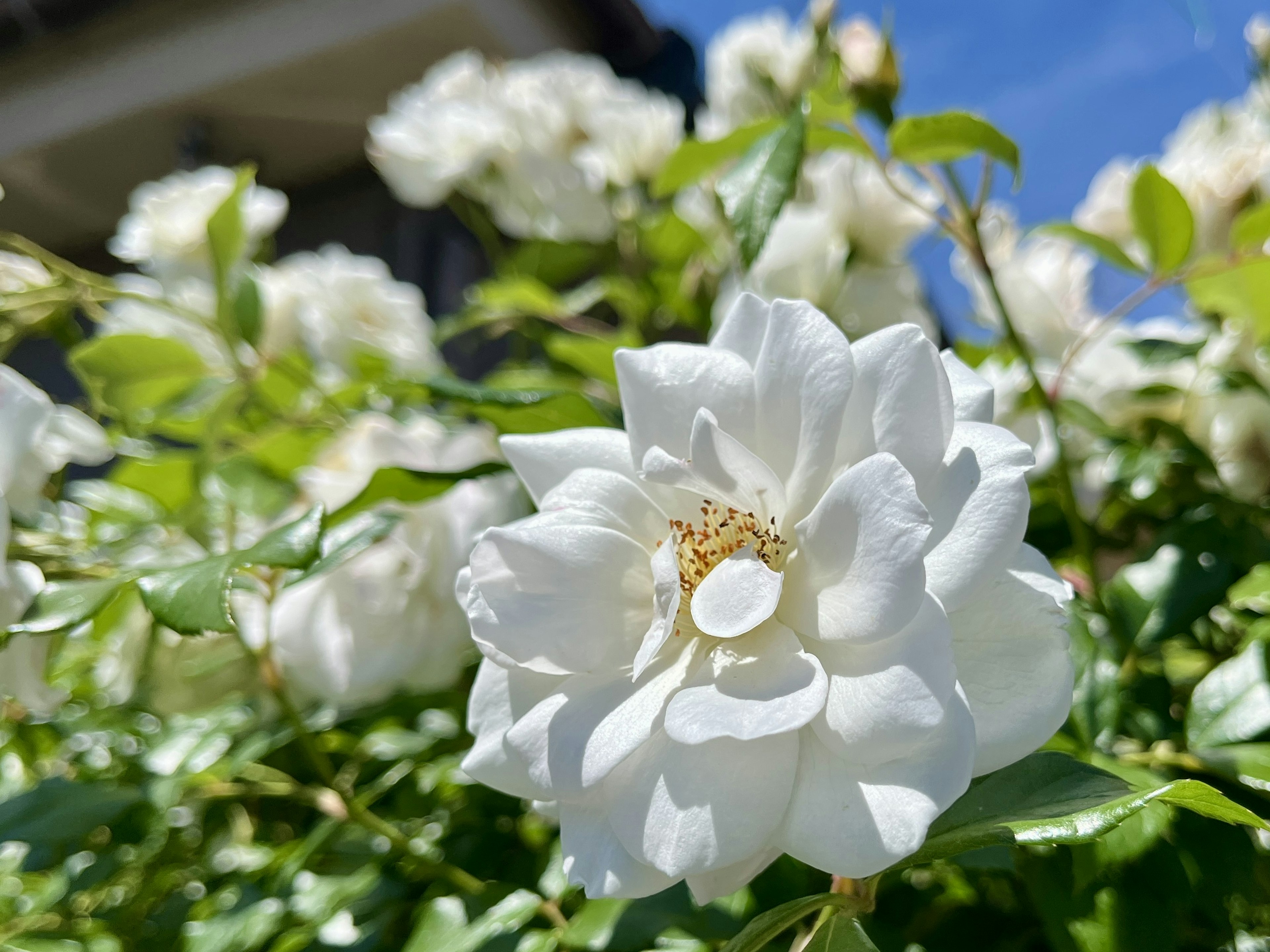 Eine blühende weiße Rose umgeben von üppigem Grün