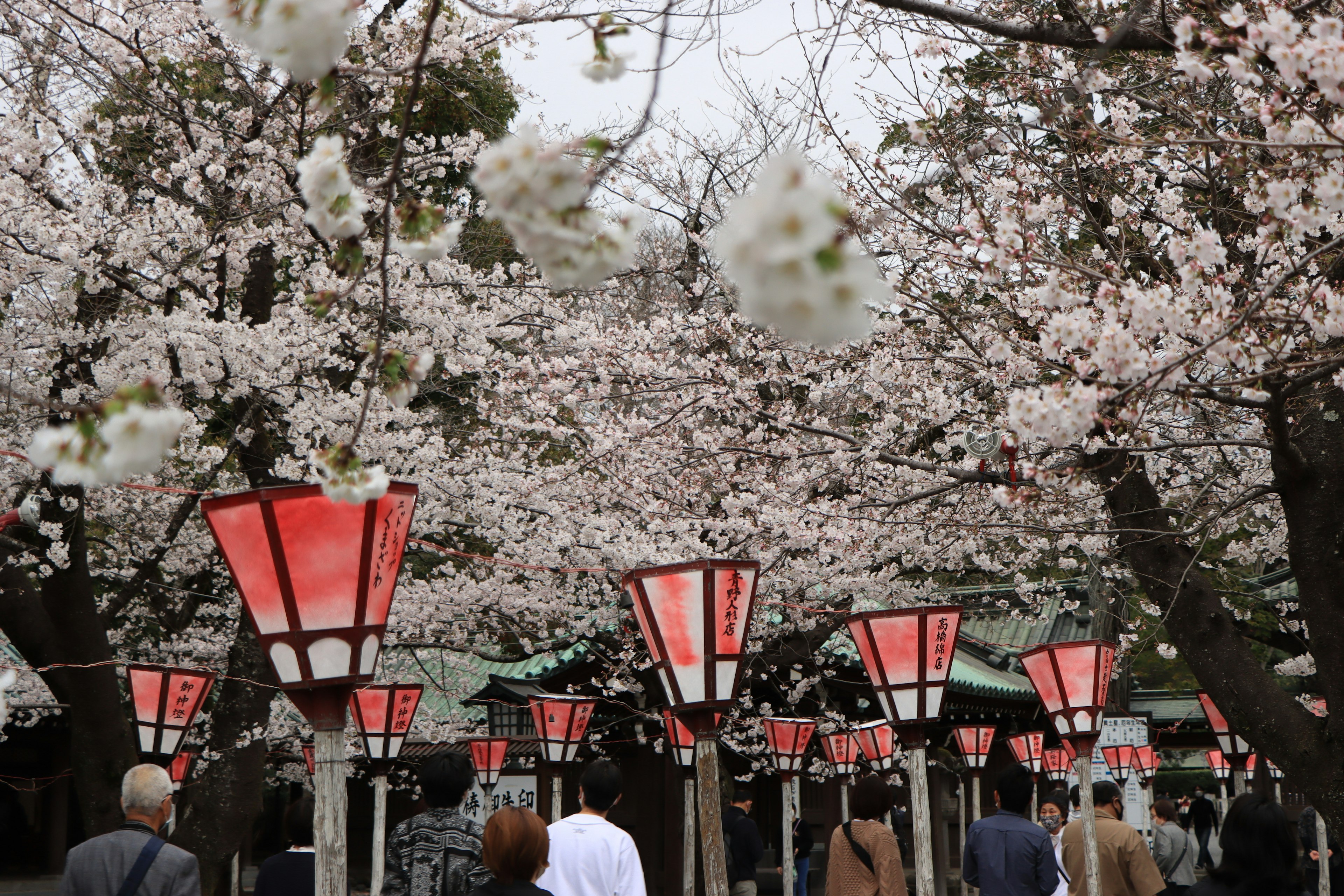 桜の木の下に並ぶ赤い提灯と観光客