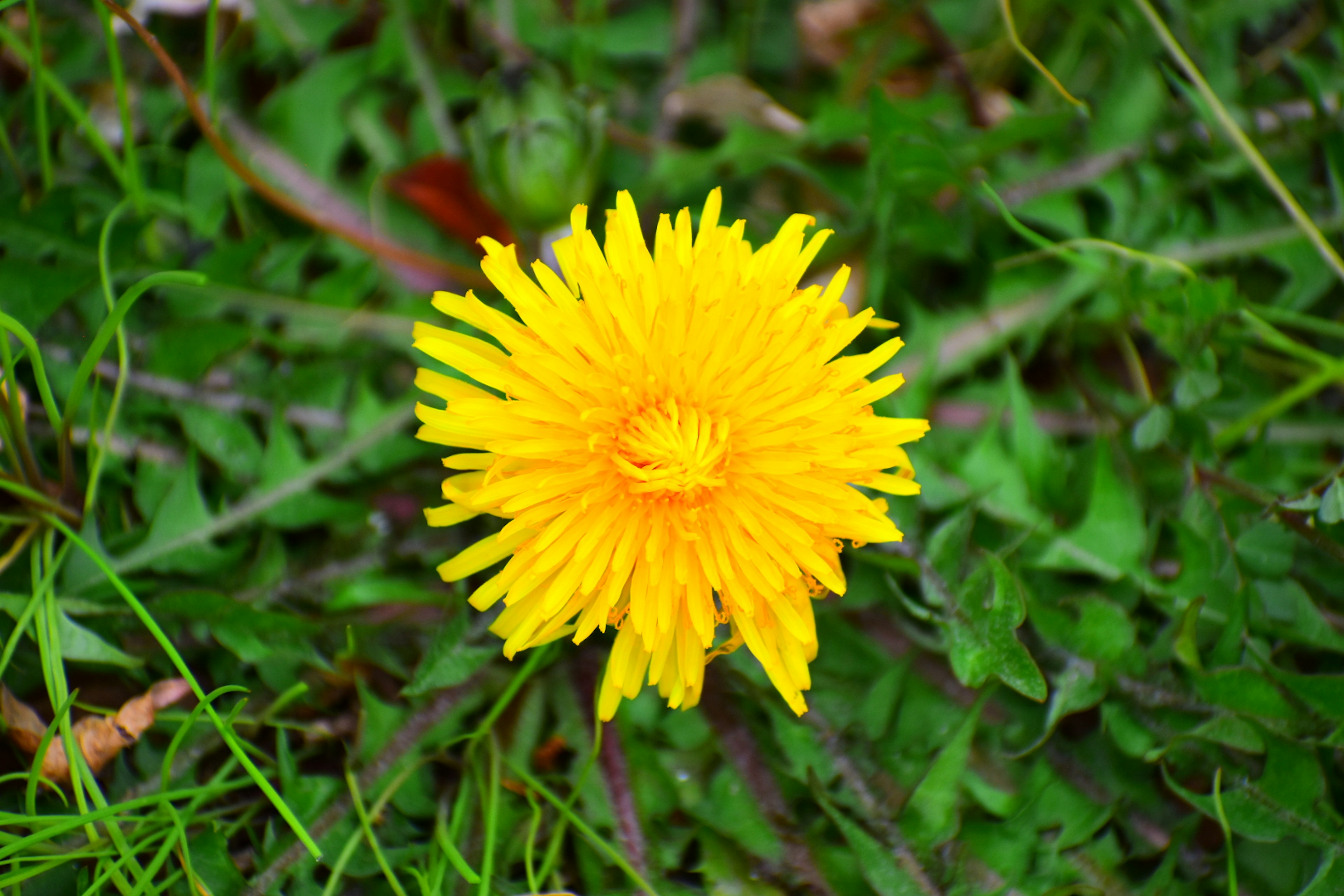 Lebenskräftige gelbe Löwenzahnblüte, die zwischen grünem Gras blüht