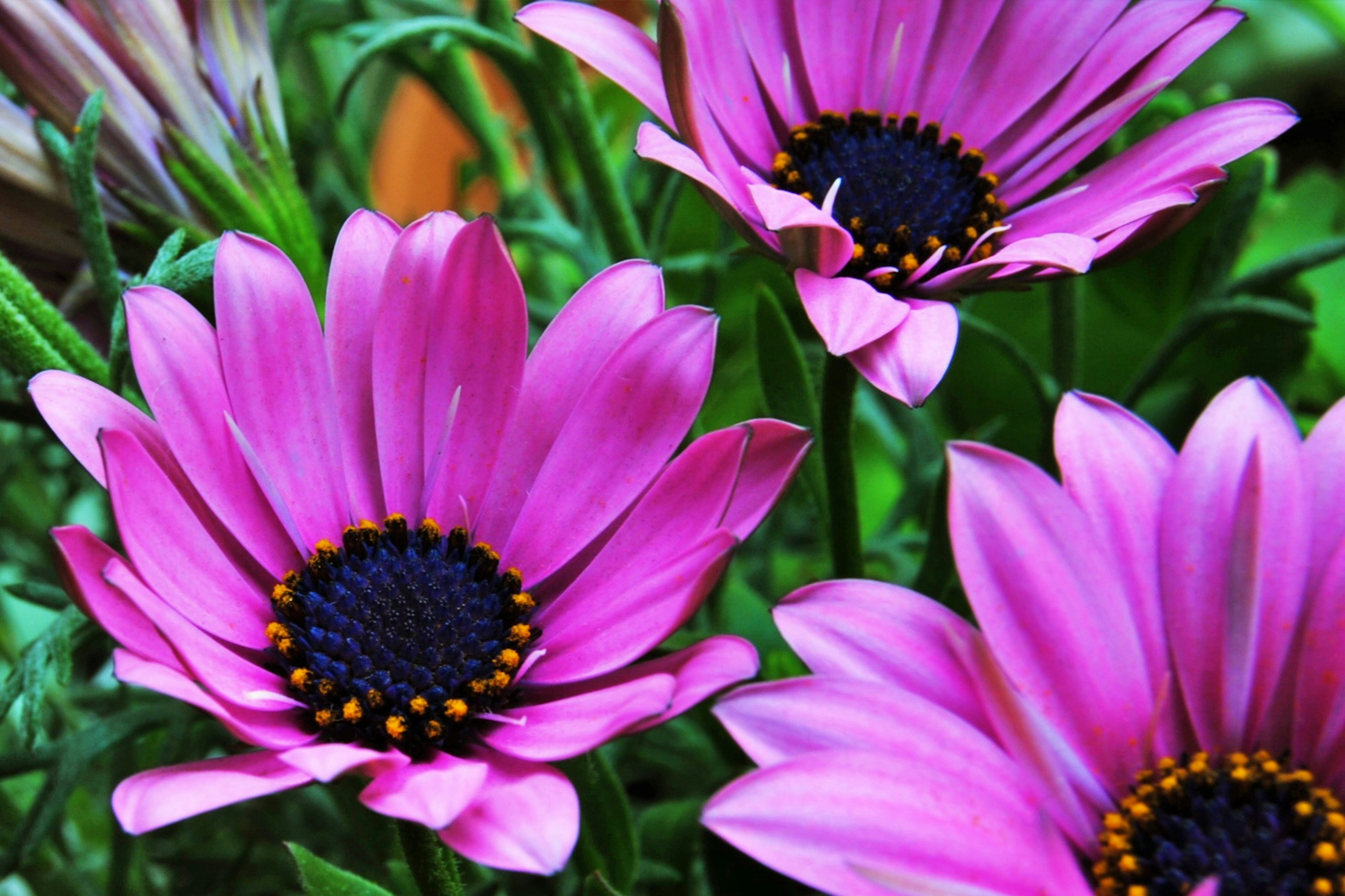 Fleurs roses vives avec des centres sombres de marguerites africaines