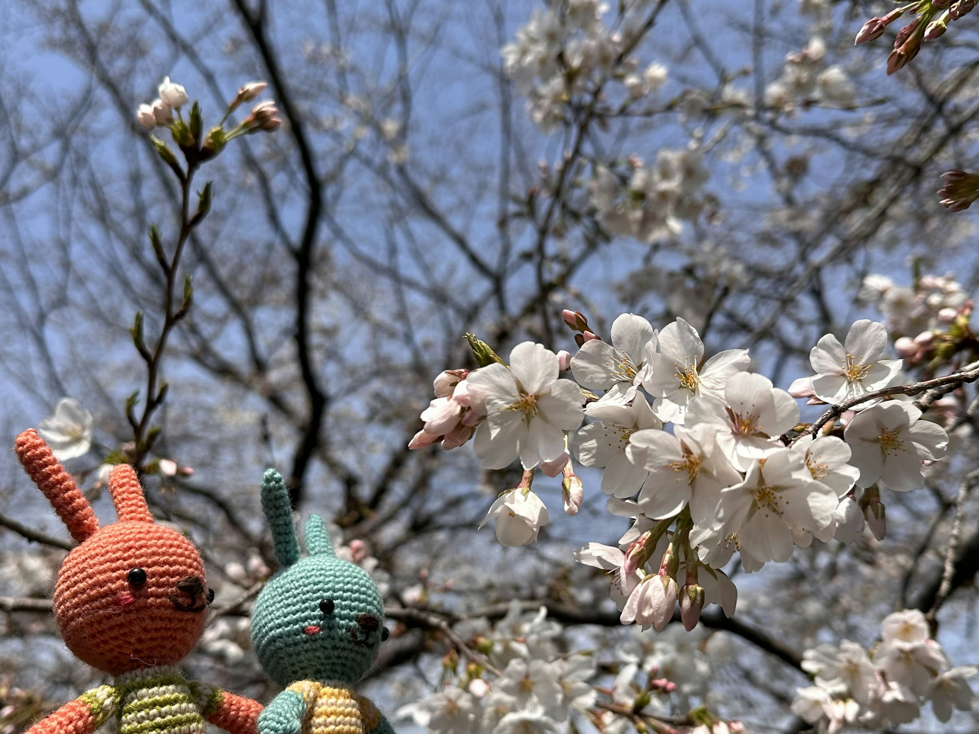 Lapins en peluche orange et vert devant des fleurs de cerisier