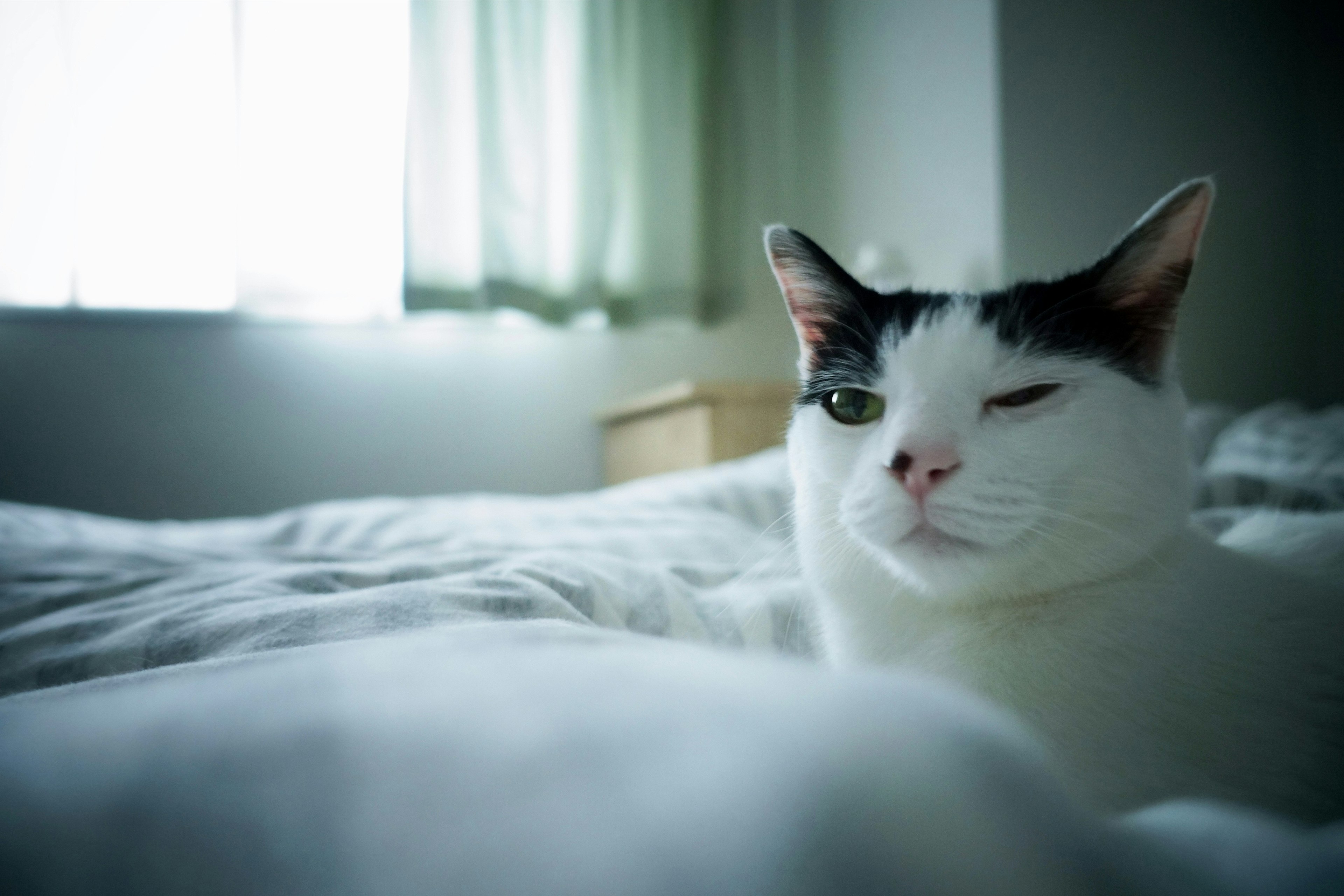 Eine weiße Katze mit schwarzen Flecken liegt auf einem Bett