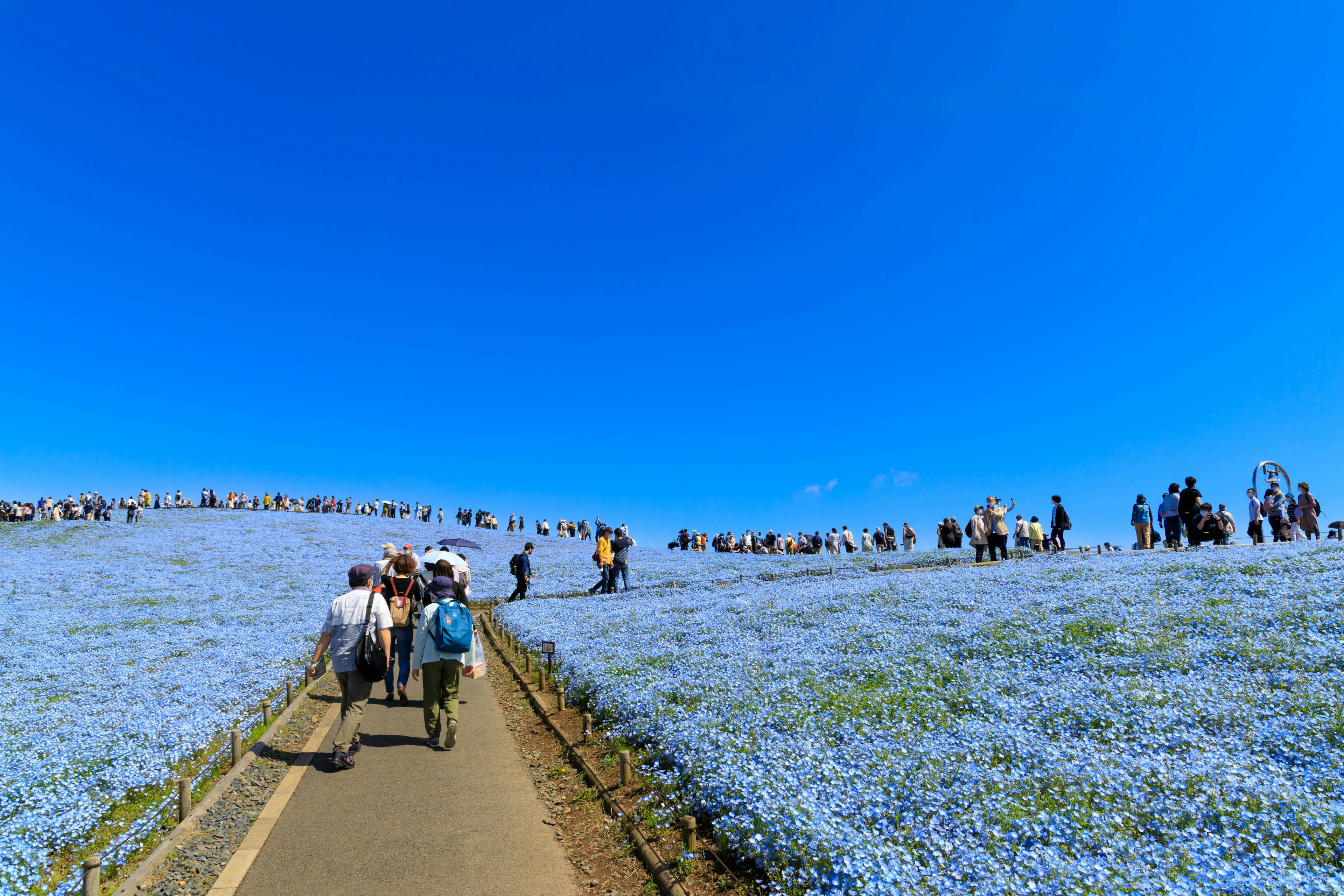 Des personnes marchant le long d'un chemin entouré de fleurs bleues sous un ciel dégagé