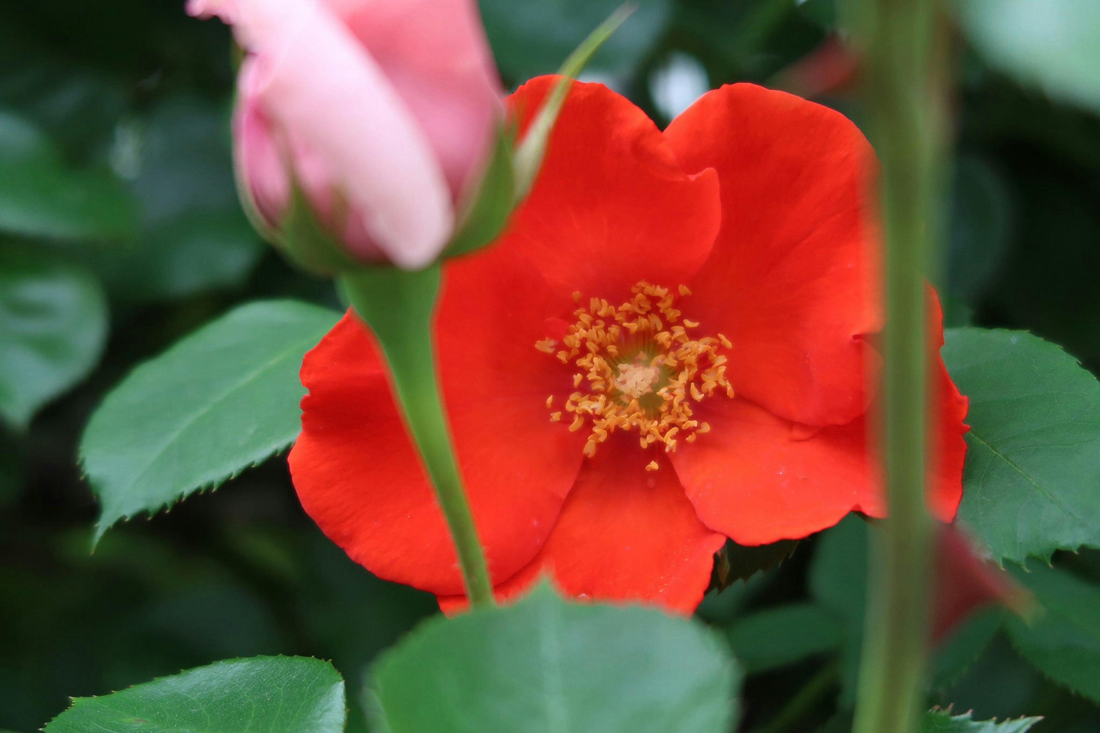 Flor roja vibrante con un capullo rosa rodeado de hojas verdes