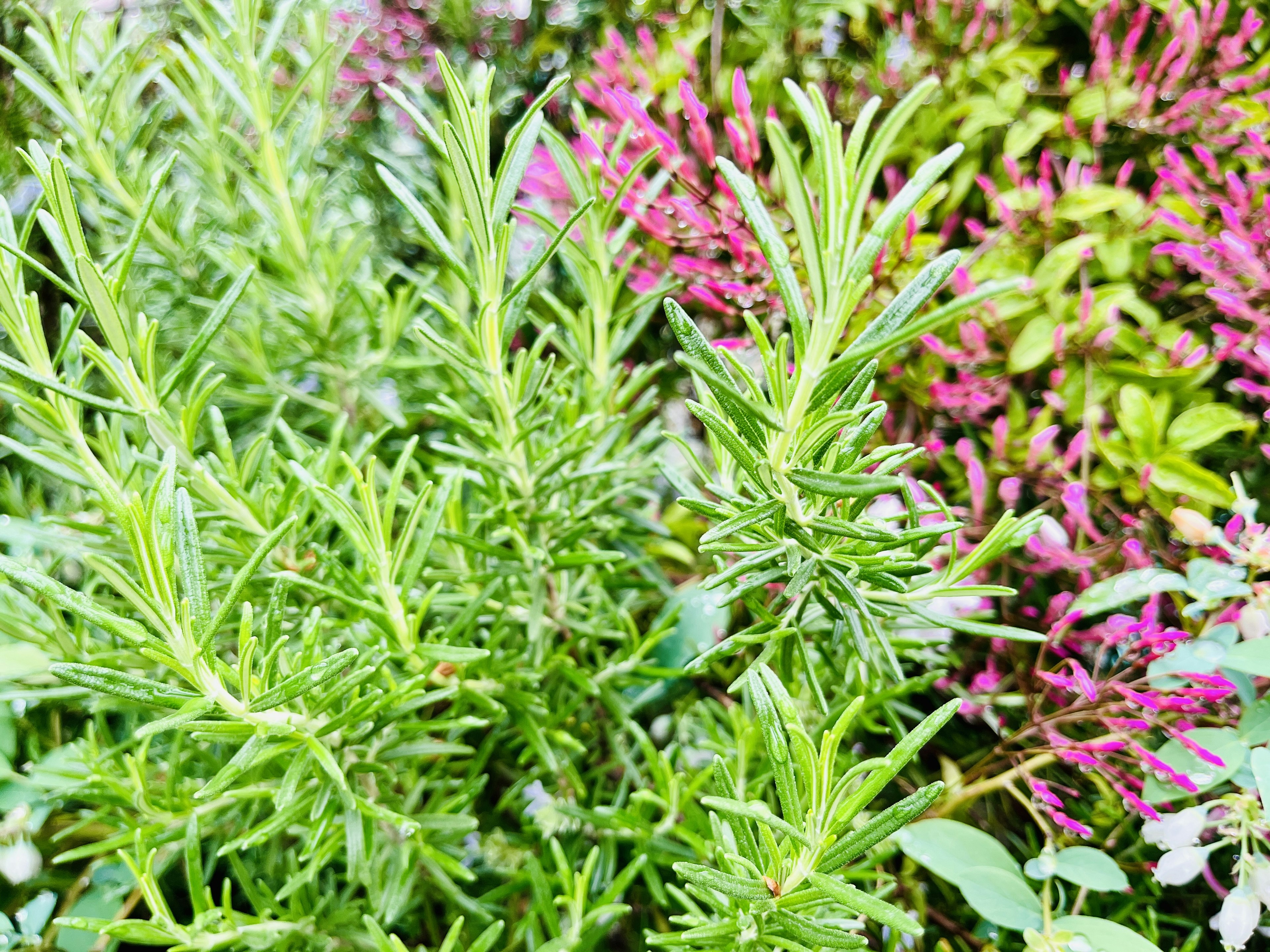 Acercamiento de hierbas verdes con flores rosas en un jardín