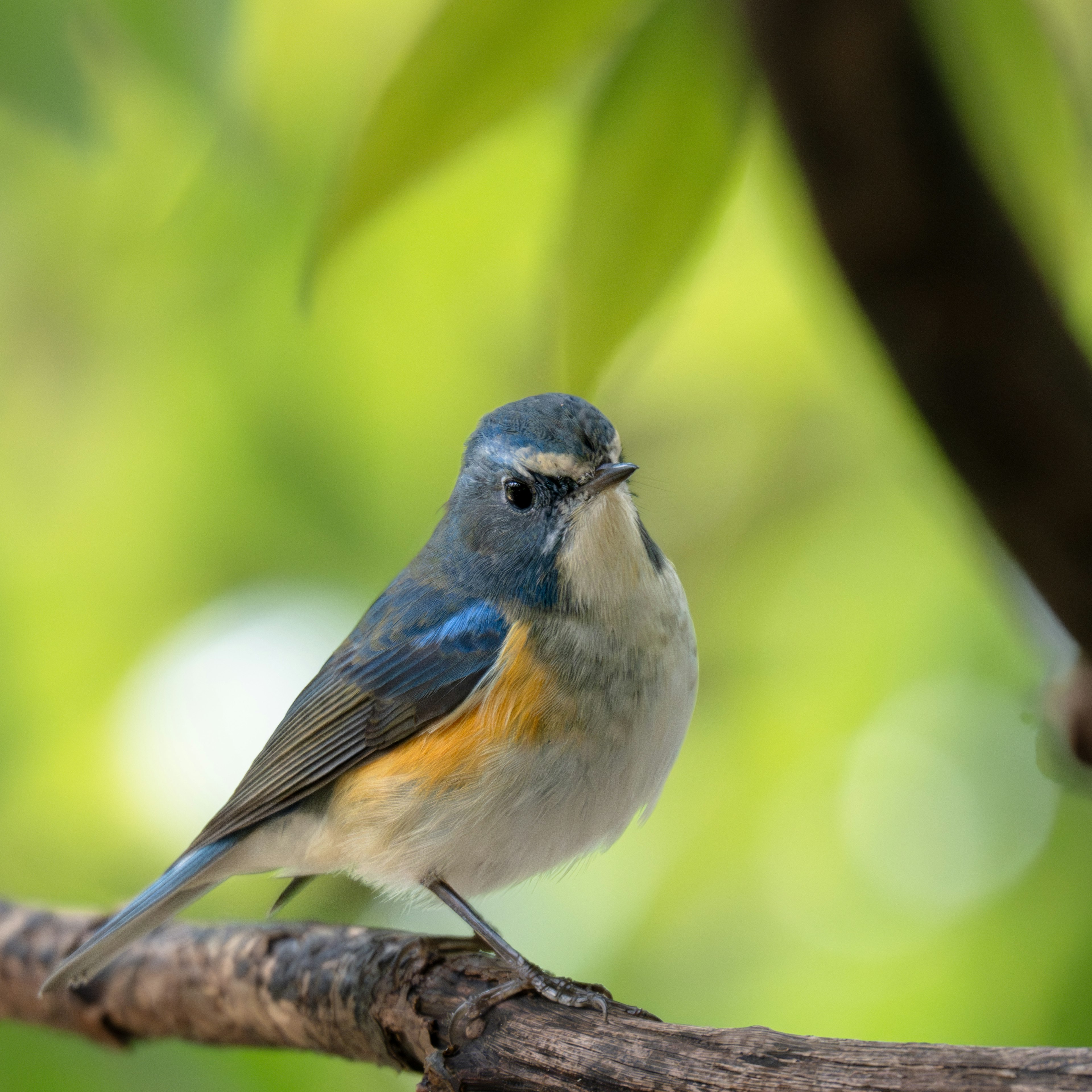 A small bird with blue feathers and an orange belly perched on a branch