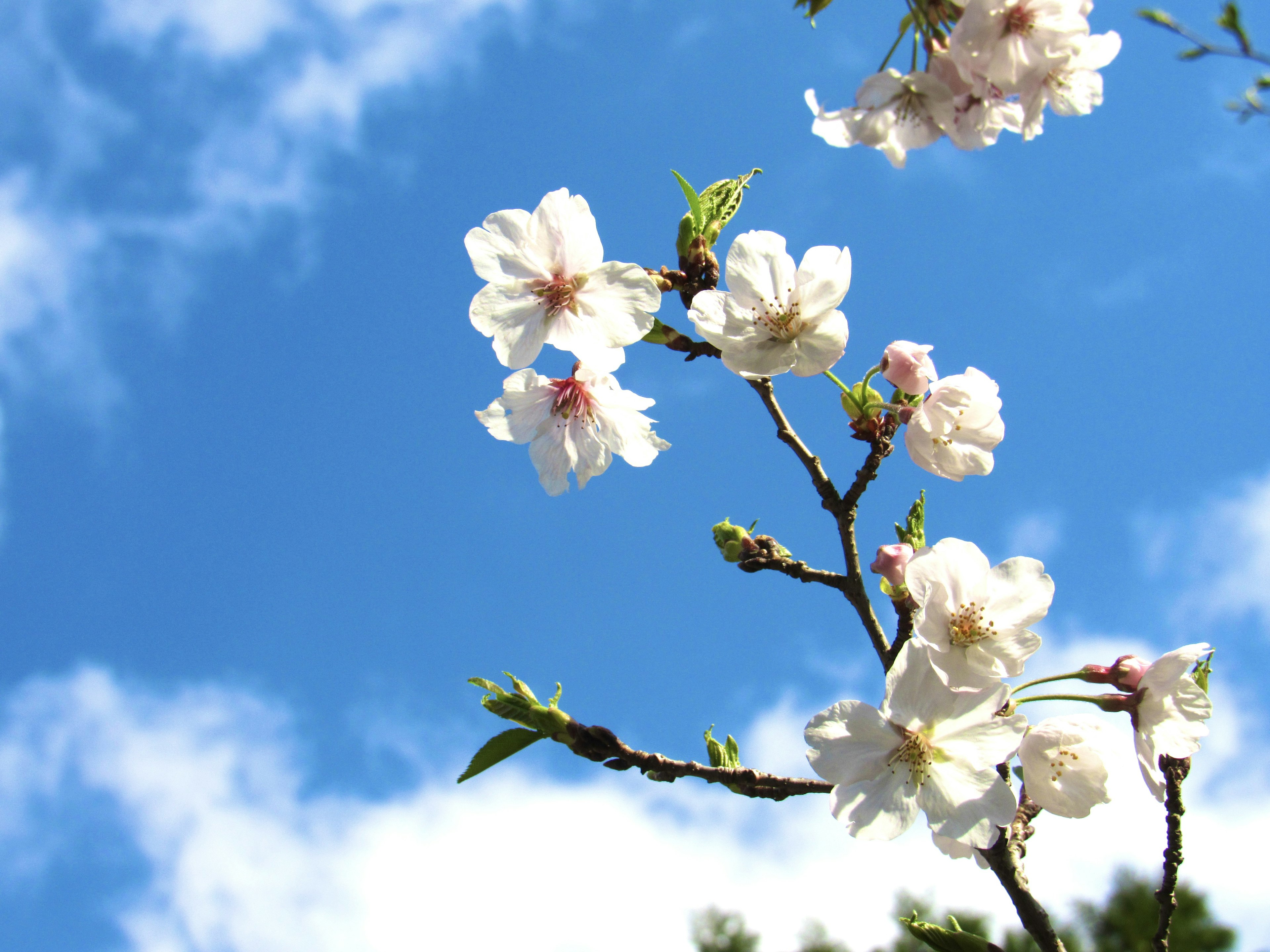 Fiori di ciliegio bianchi contro un cielo blu con nuvole soffici