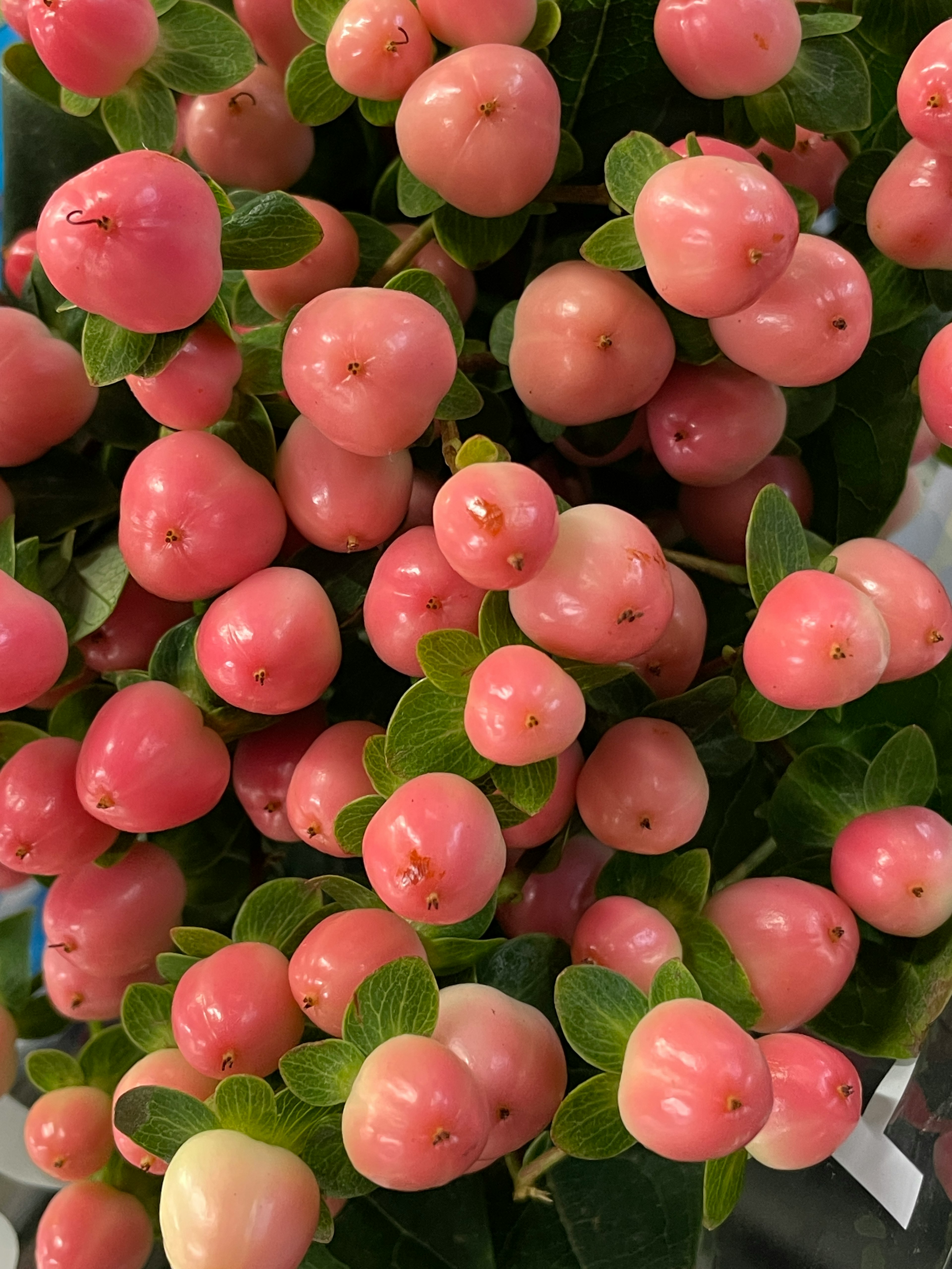 Nahaufnahme einer Pflanze mit zahlreichen rosa Früchten