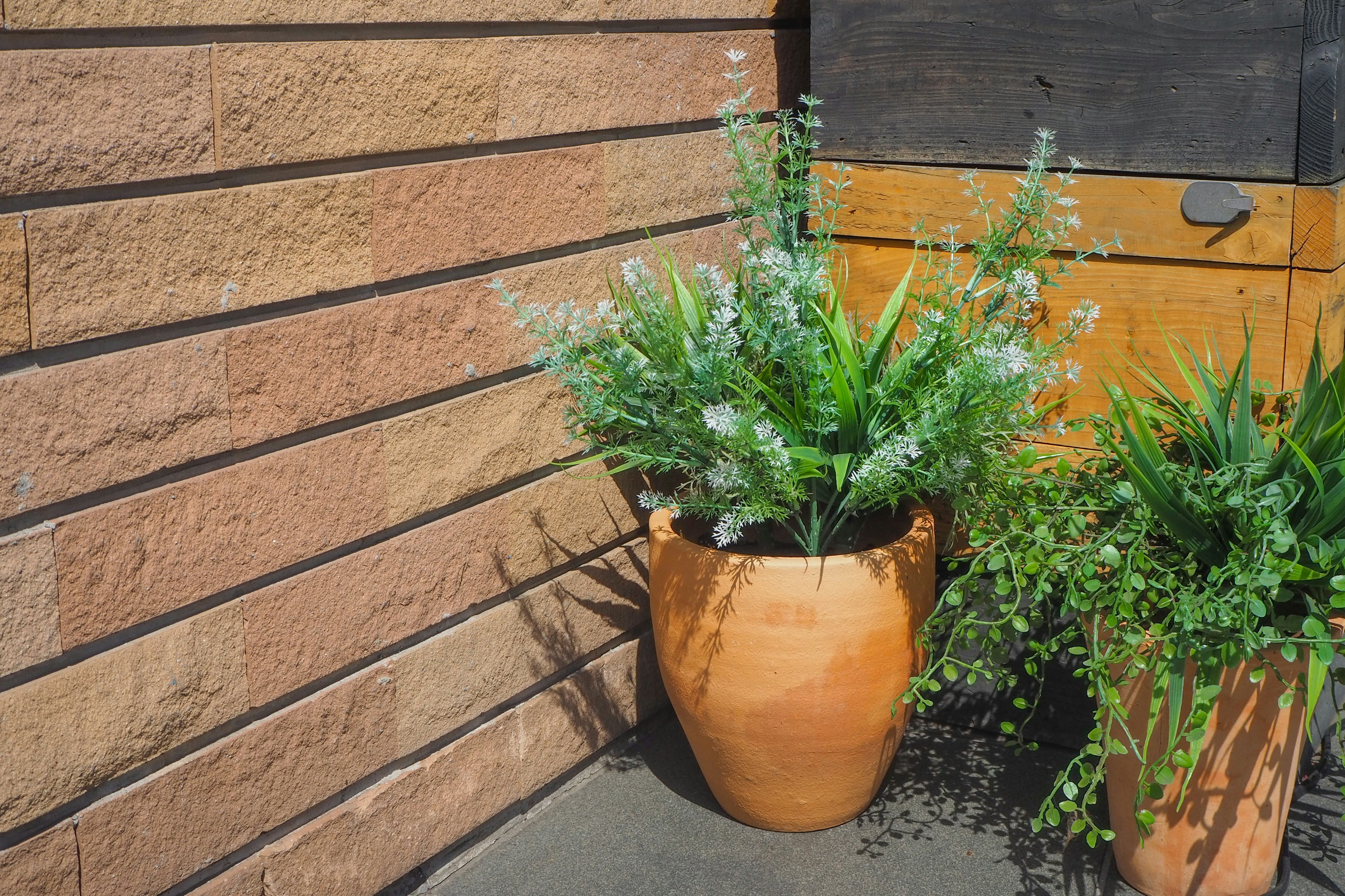 テラコッタの鉢に植えられた緑の植物と白い花が特徴的な屋外の風景