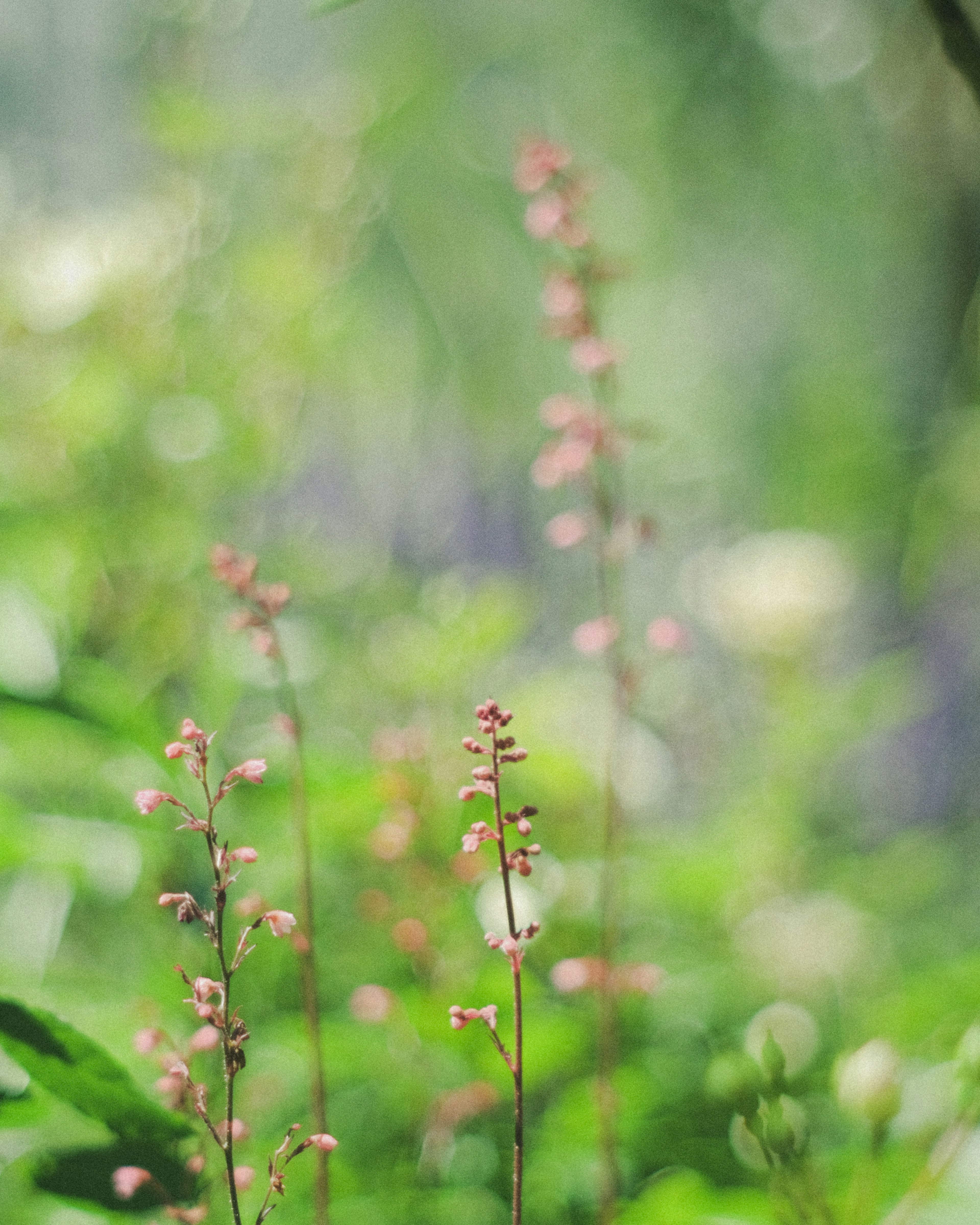 Gros plan de fleurs roses délicates sur un fond vert