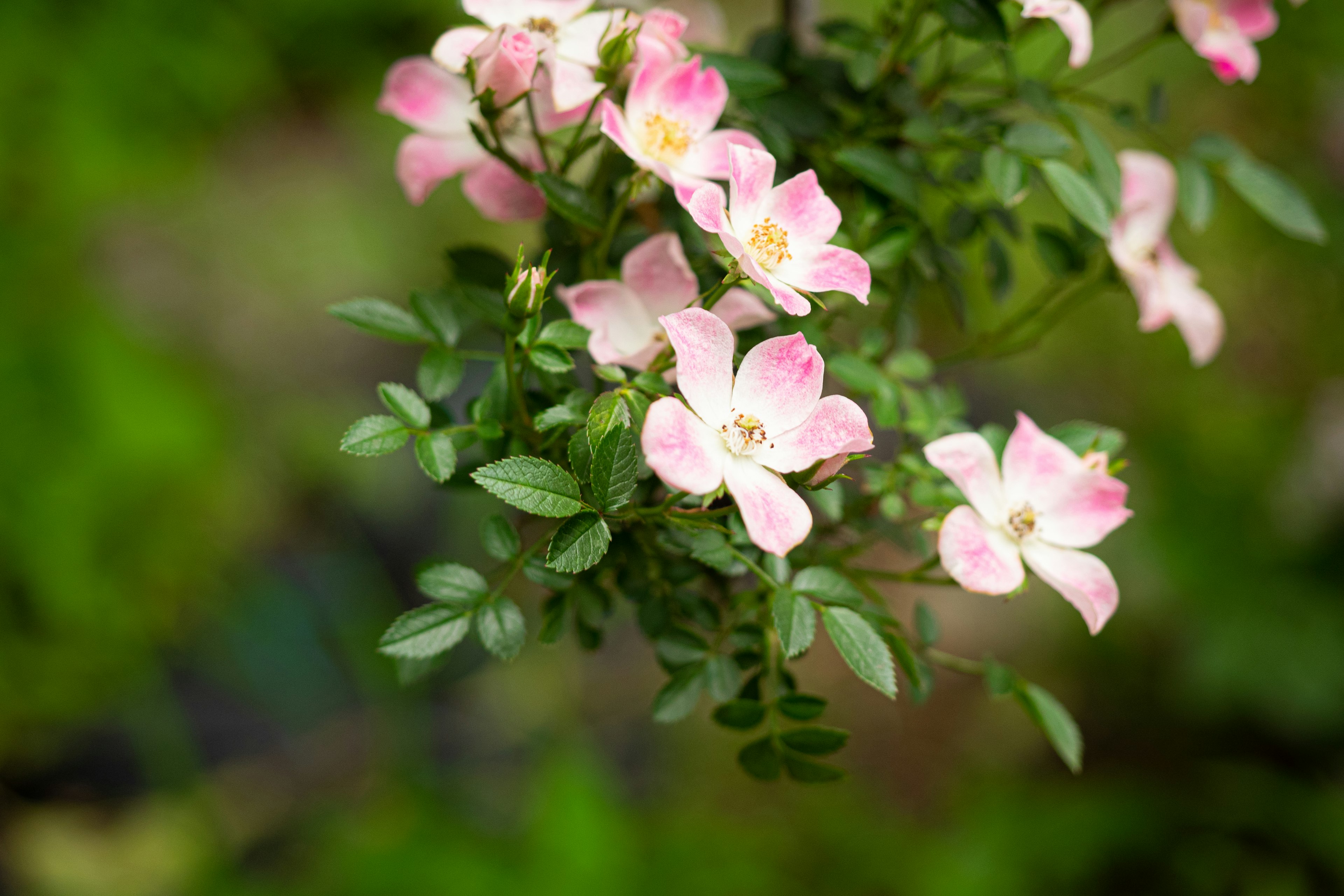 淡いピンク色の花が咲いているブランチと緑の葉