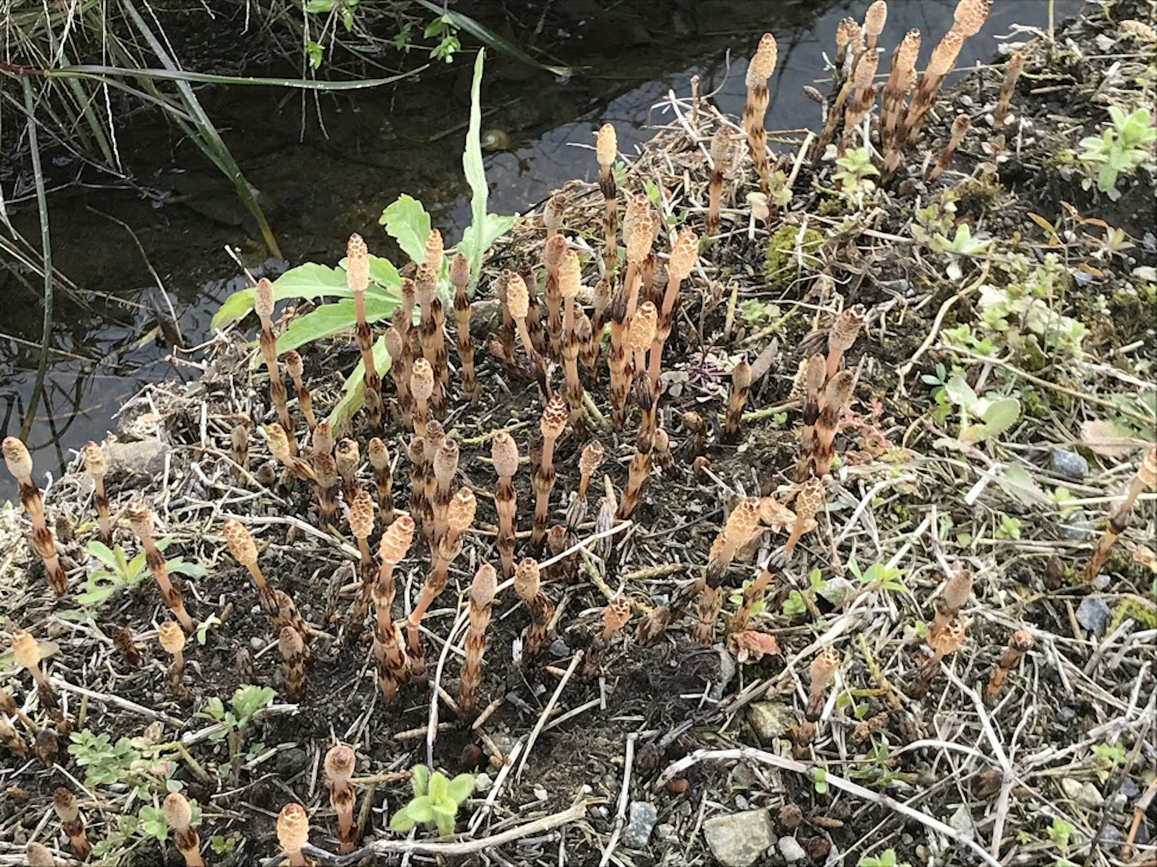 Numerosos brotes de cola de caballo creciendo cerca del agua