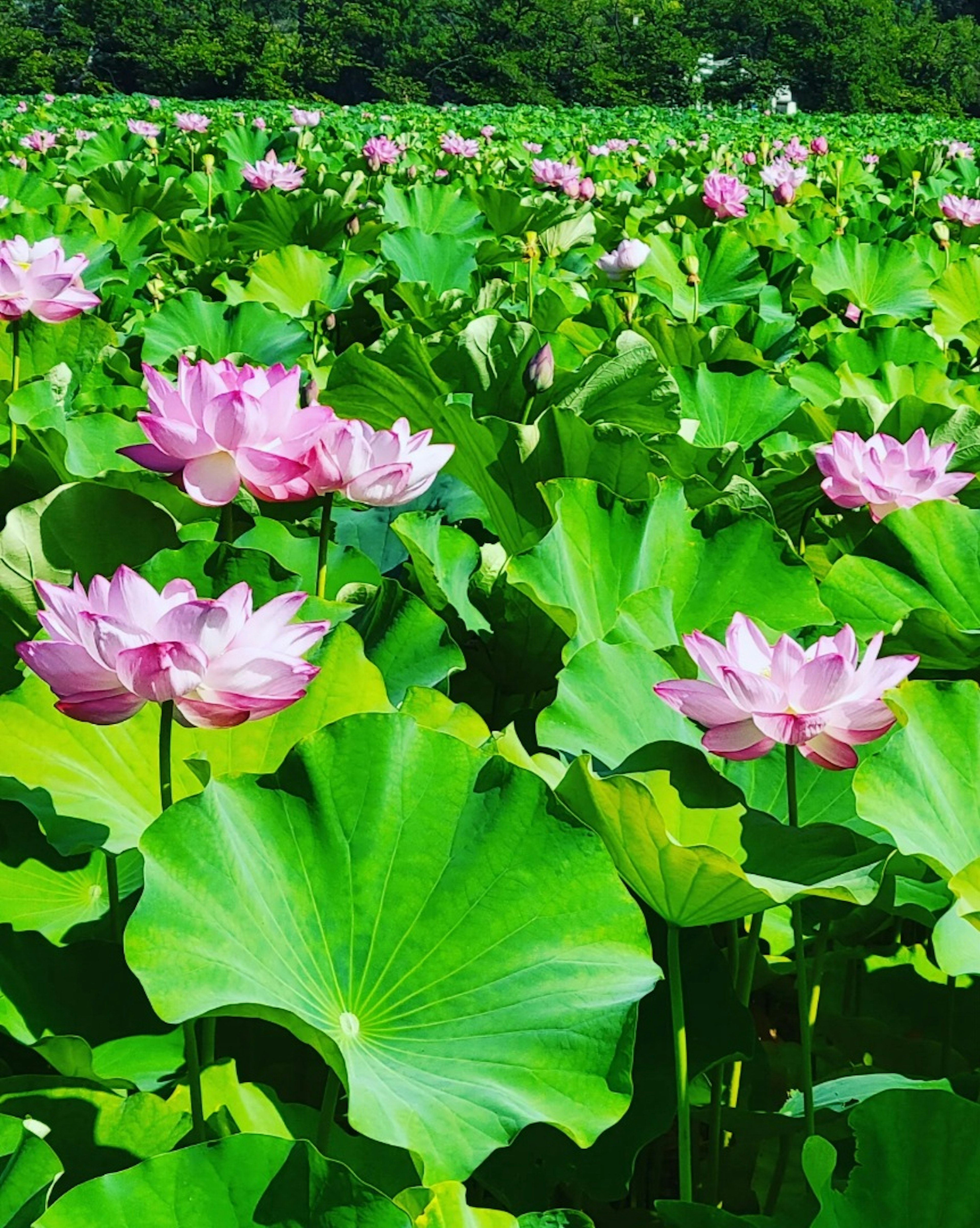 A beautiful pond scene with lush green leaves and blooming pink lotus flowers