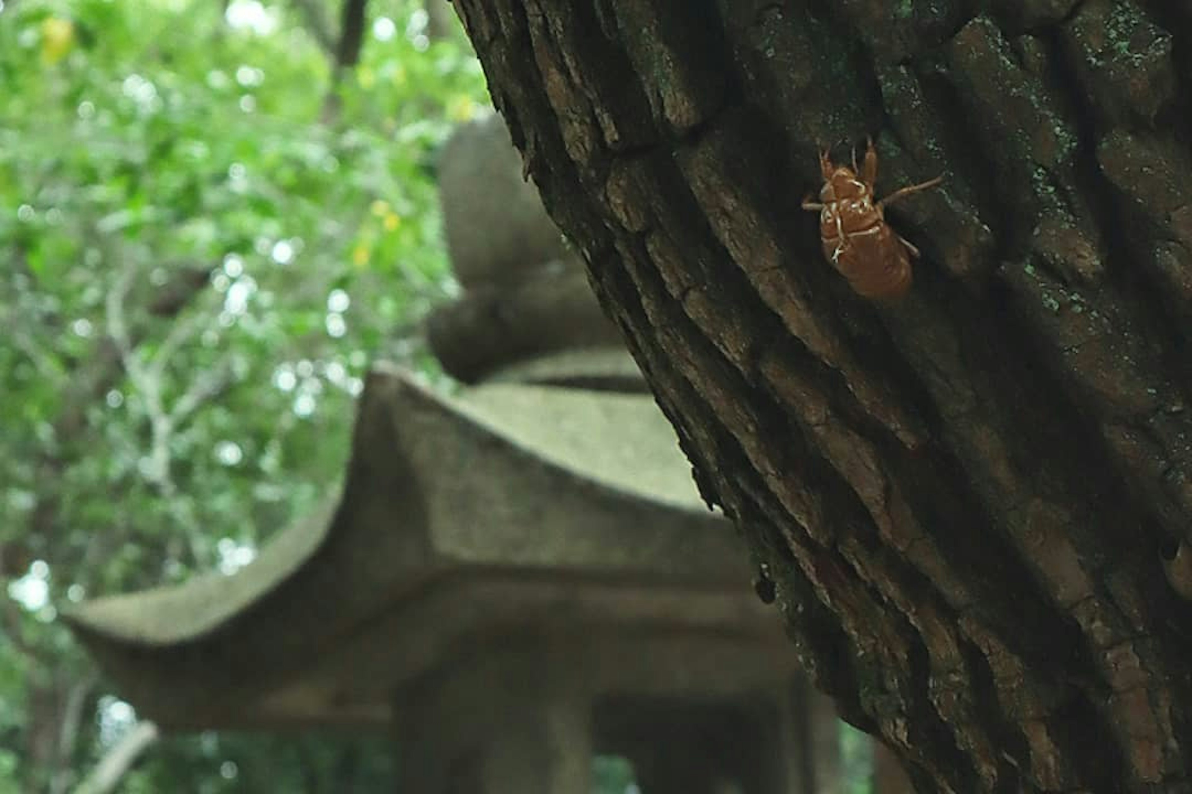 Cigarra en un tronco de árbol con una linterna de piedra al fondo