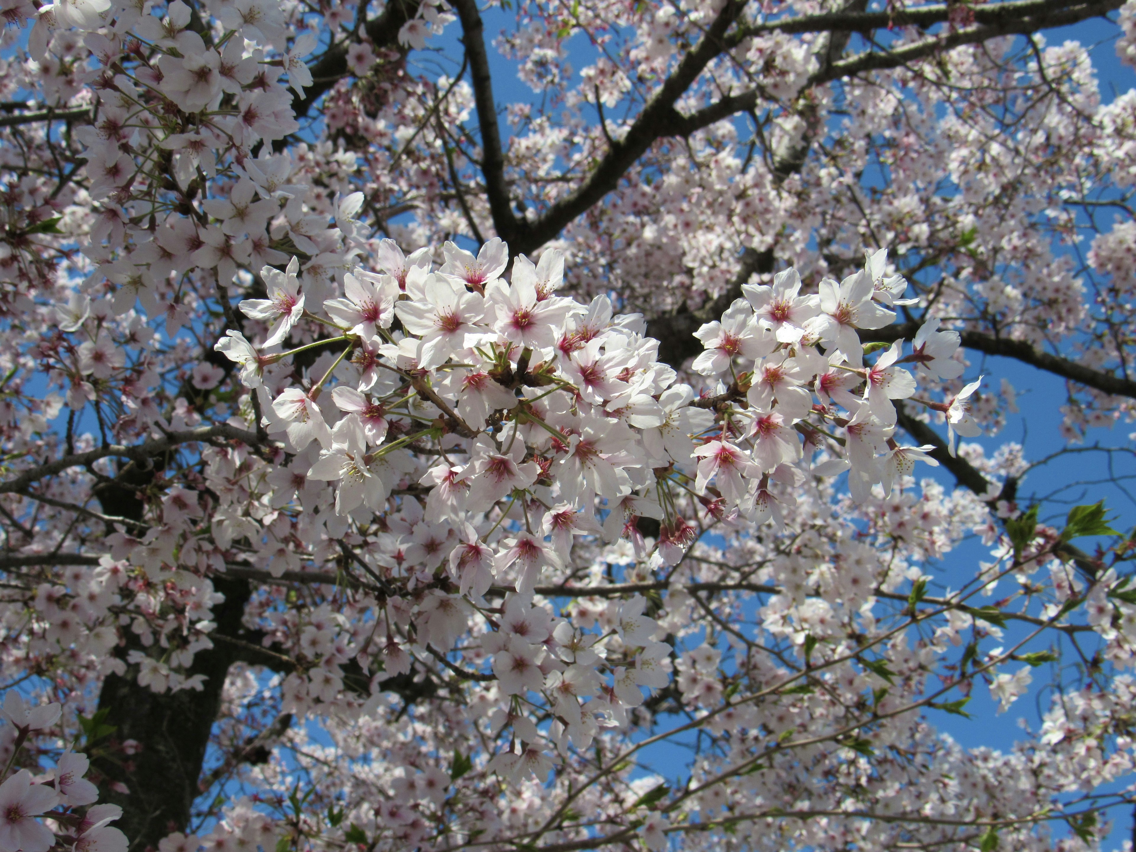 Nahaufnahme von Kirschblüten, die unter einem blauen Himmel blühen