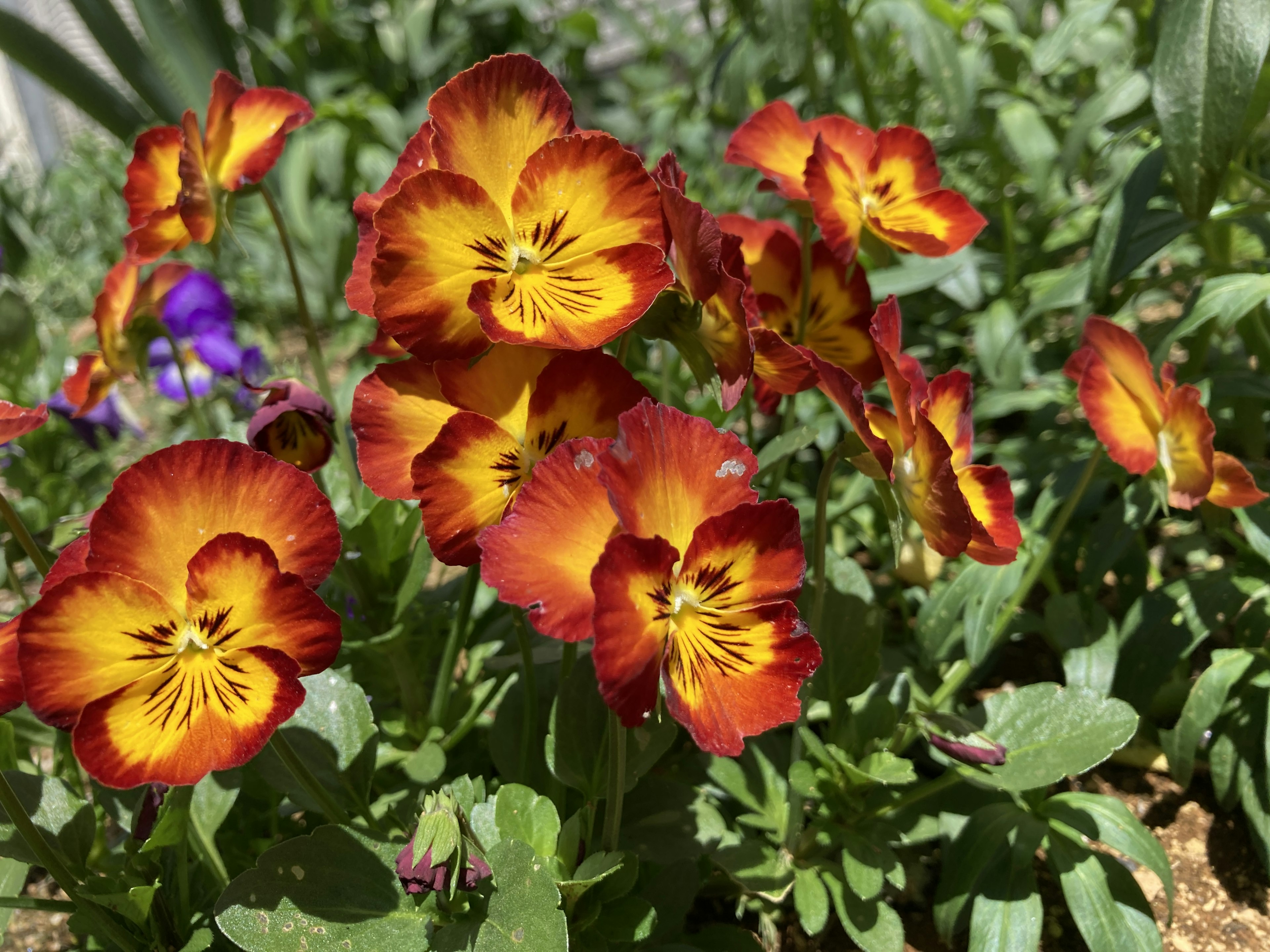 Vibrantes pensées orange et jaunes fleurissant dans un jardin