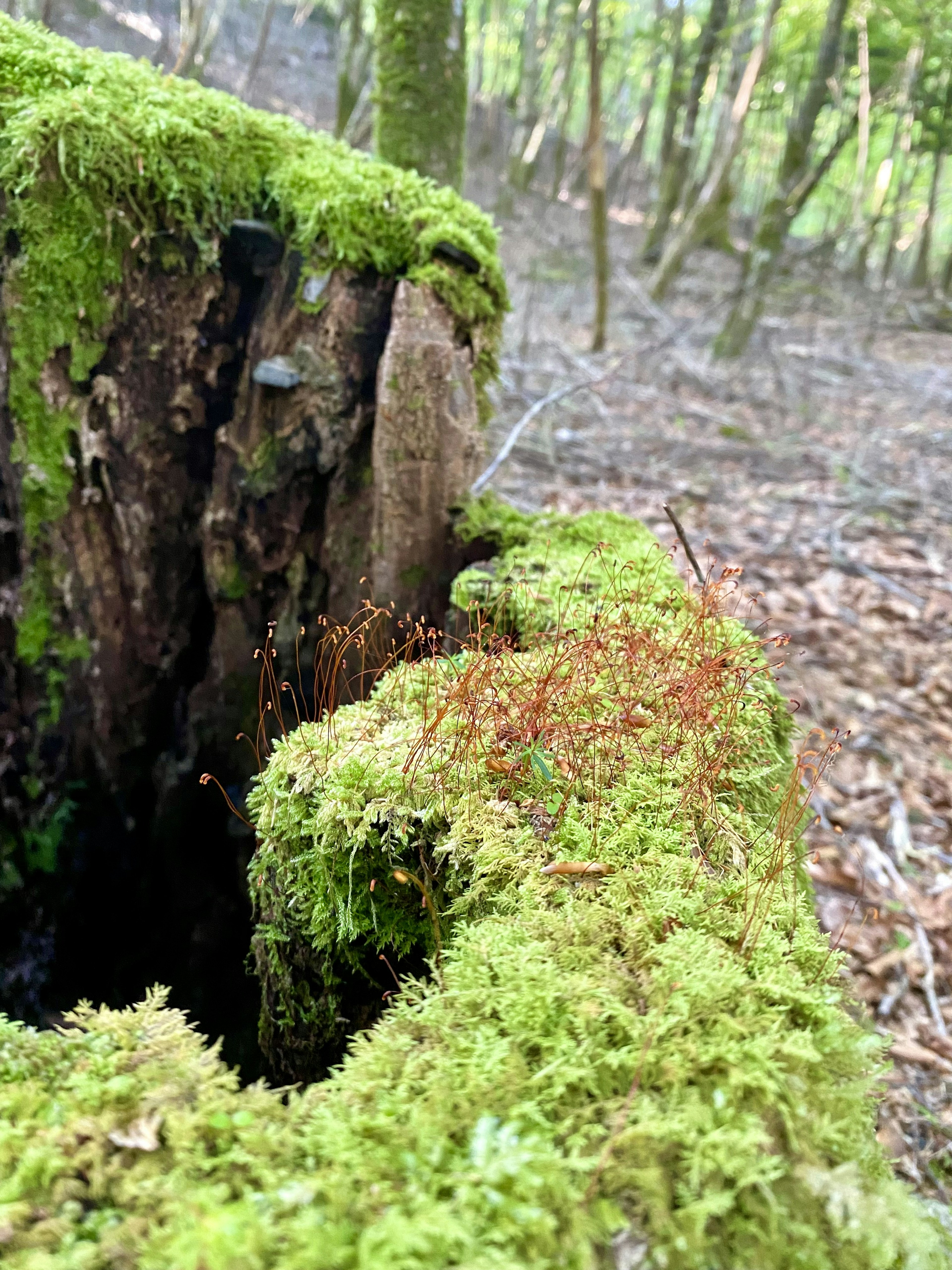 苔むした木の切り株の近接ショット森の中で