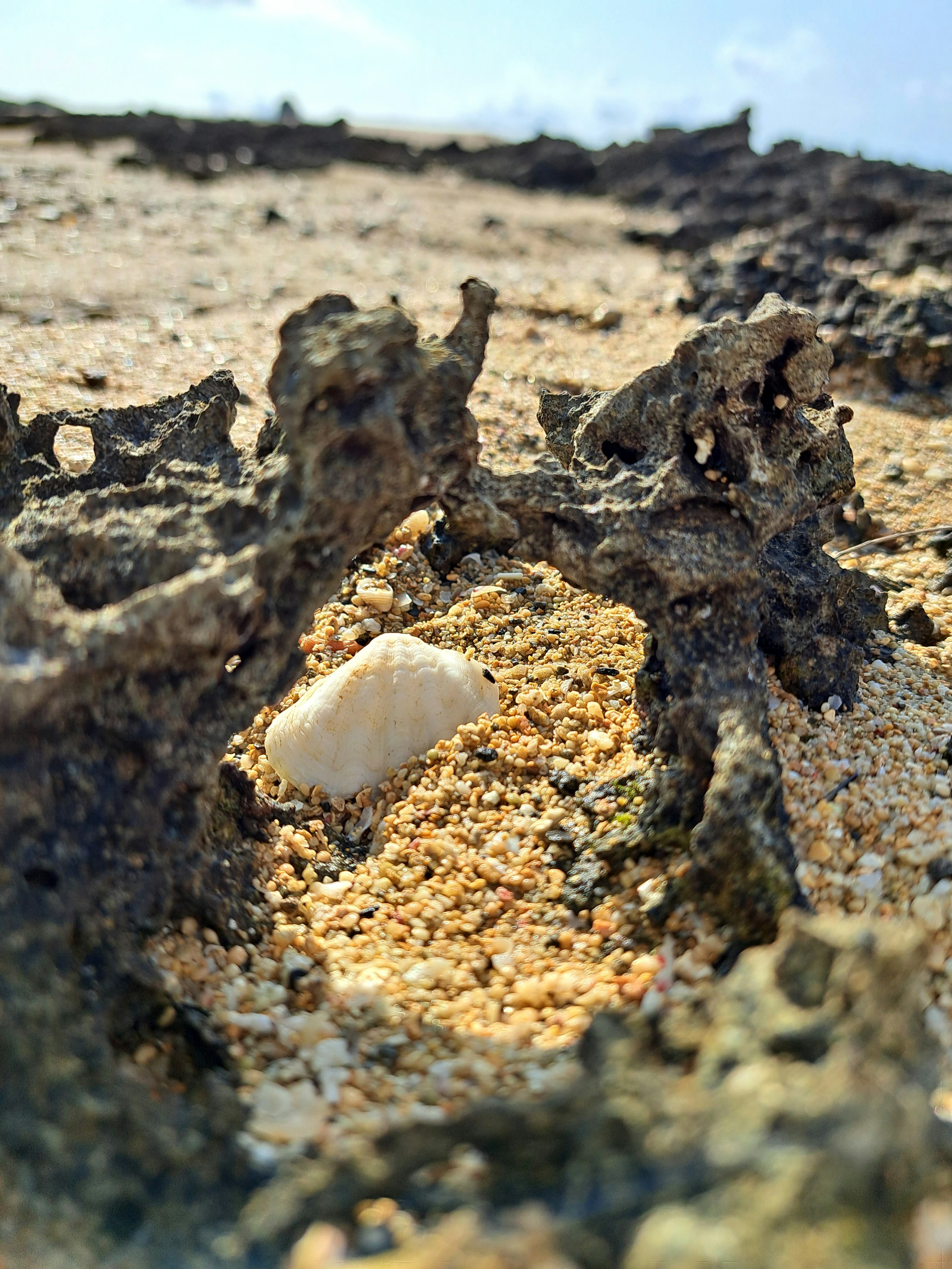 Una conchiglia bianca immersa nella sabbia tra formazioni rocciose