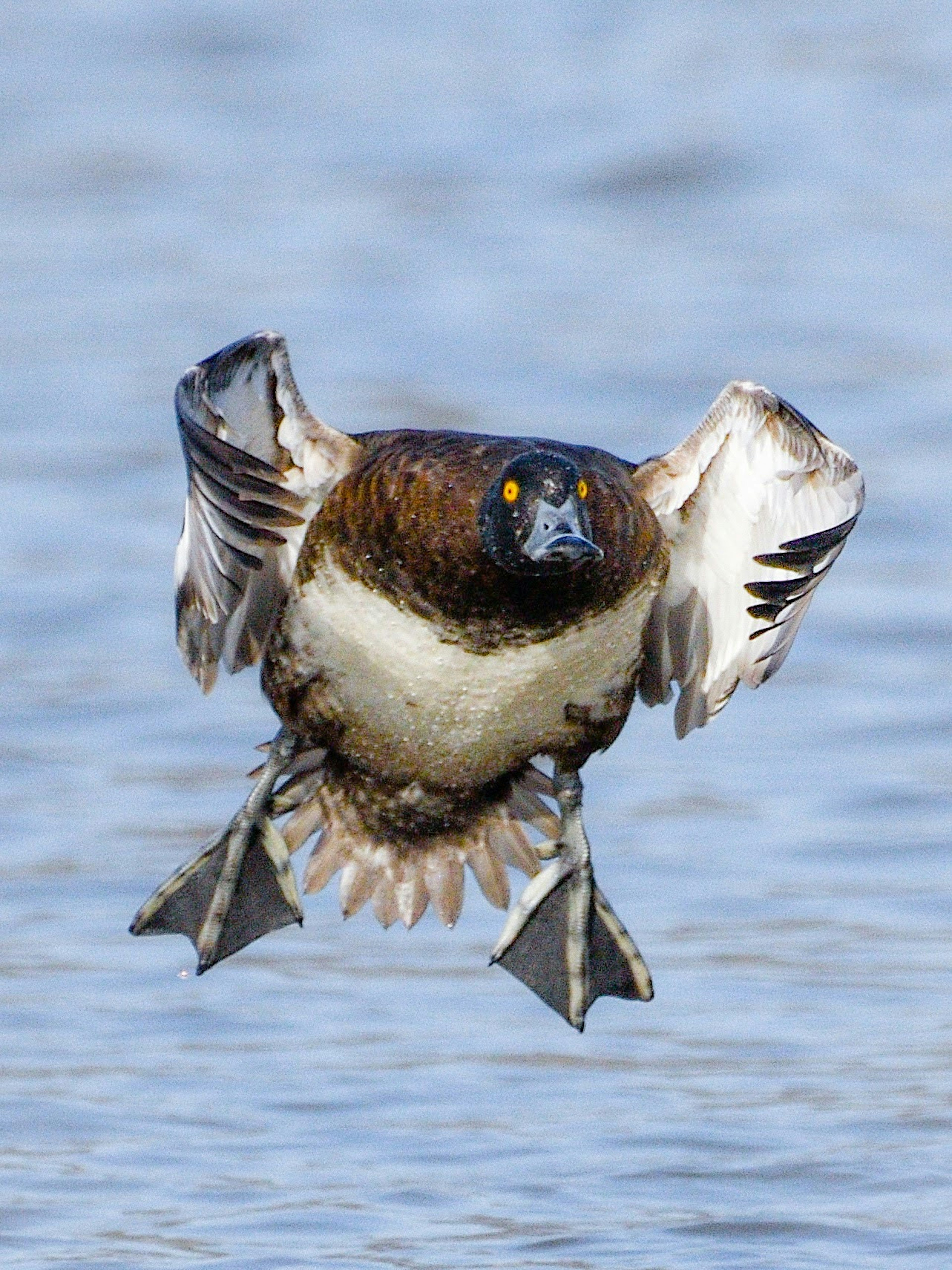 Ein vogelähnlicher Enten schwebt über dem Wasser