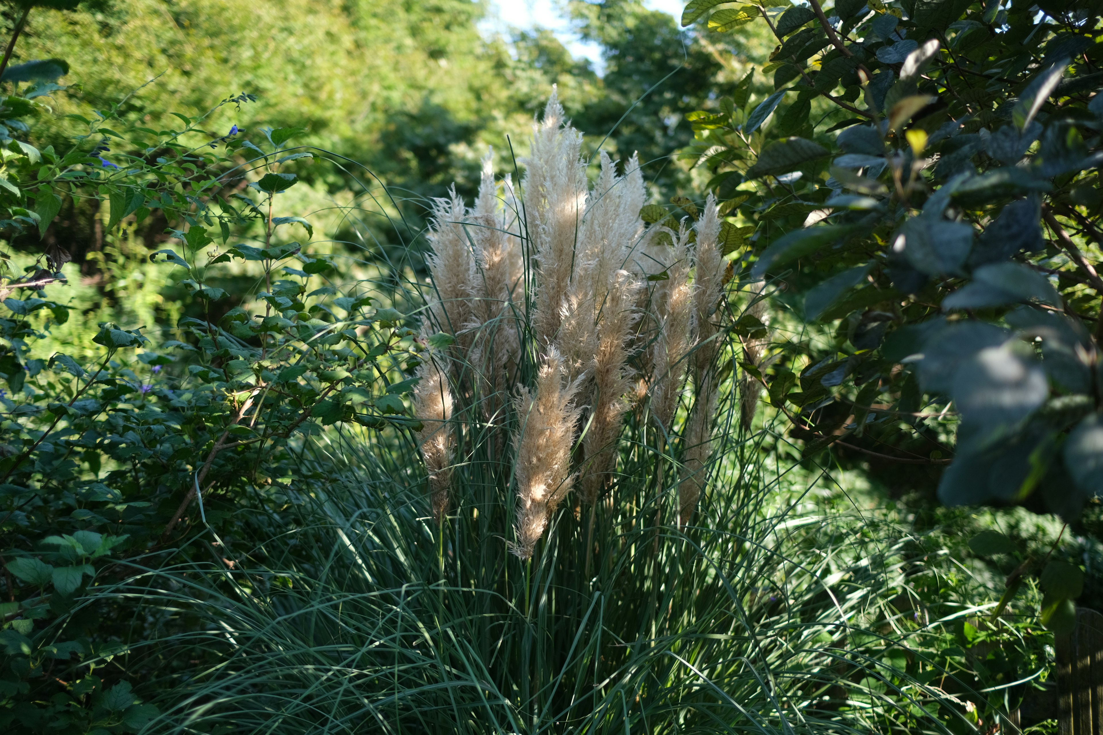 Rumput pampas berdiri di tengah-tengah vegetasi subur