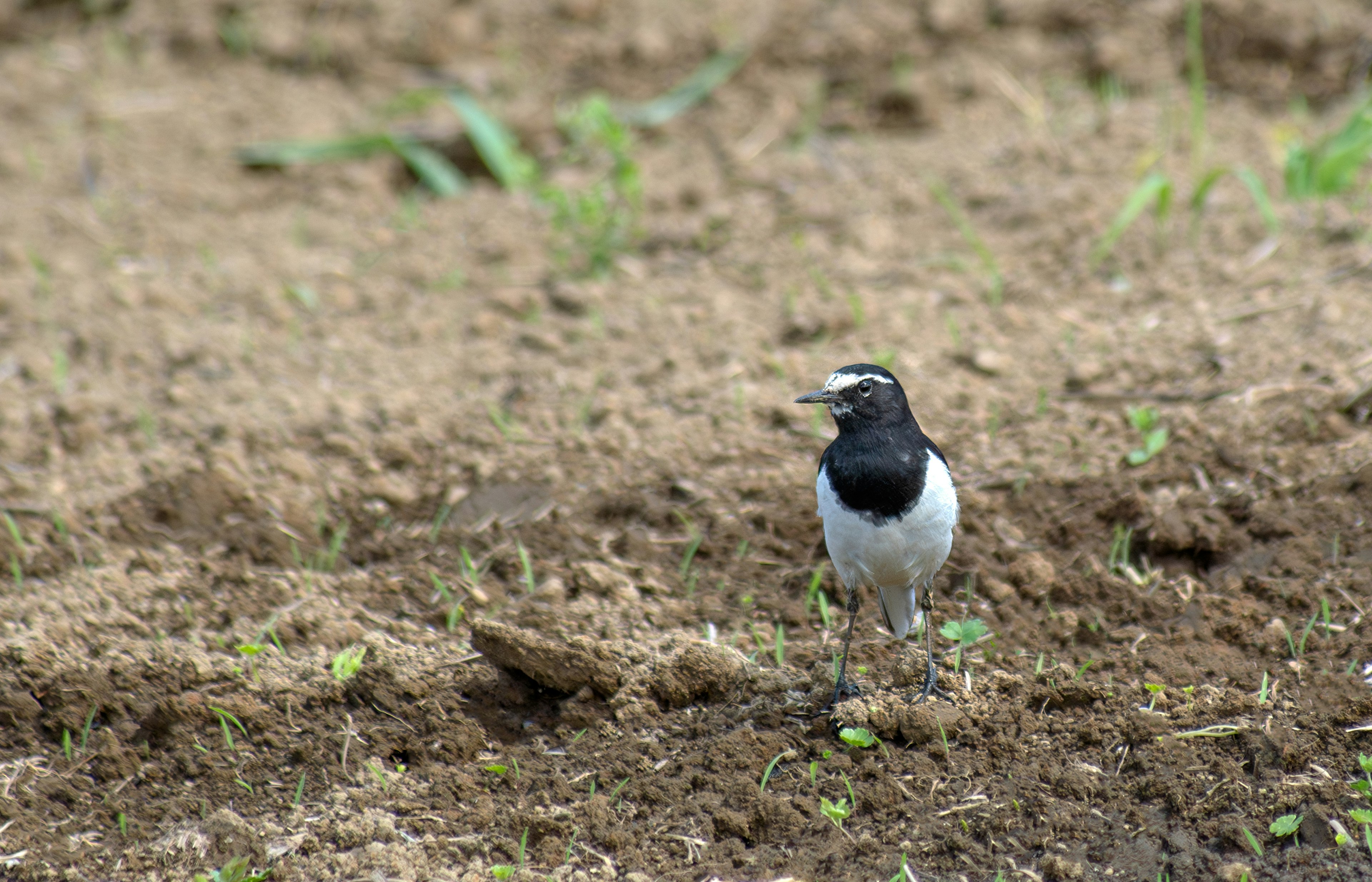 Un pájaro con cabeza negra y cuerpo blanco de pie en el suelo