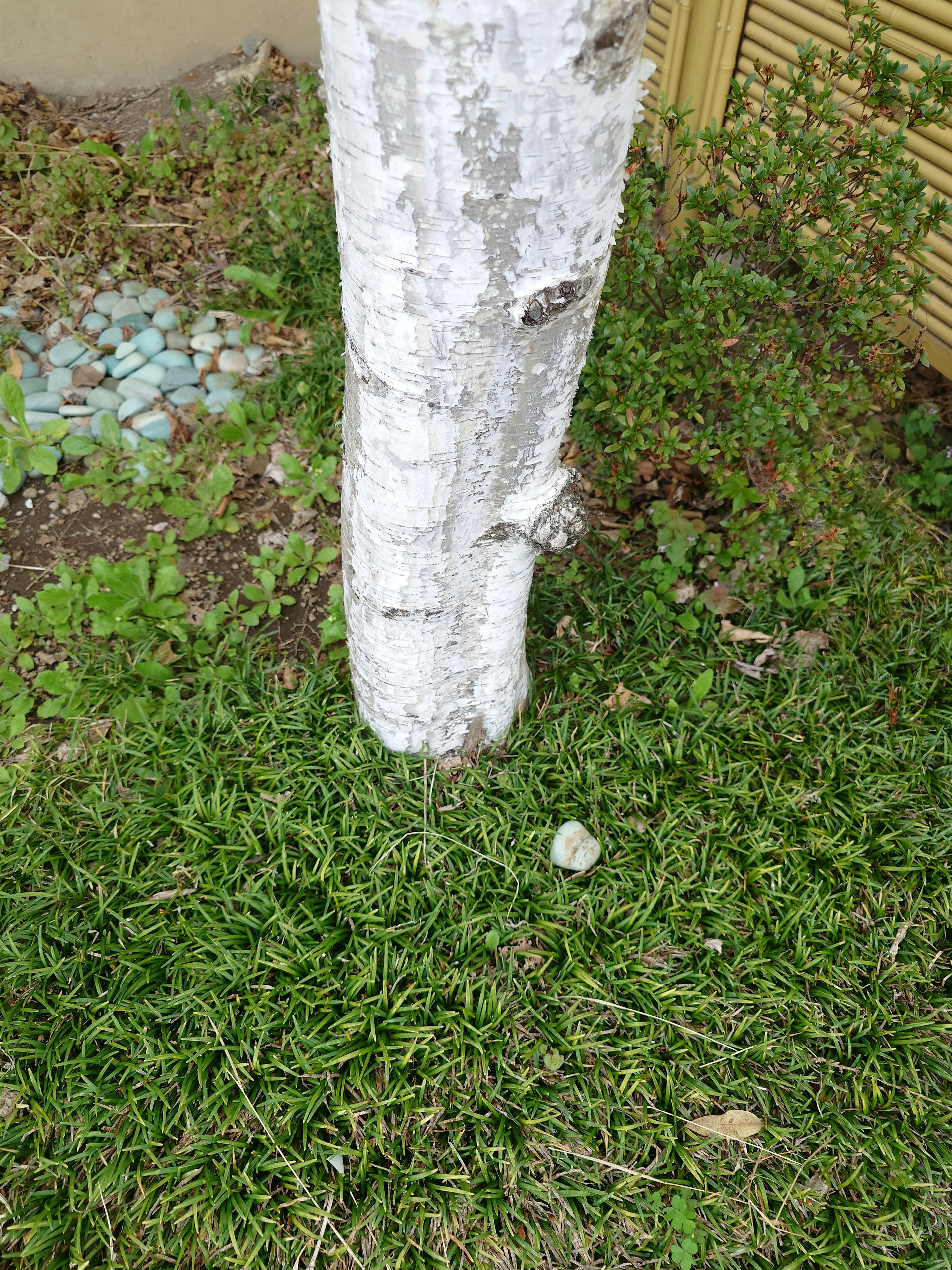 White-barked tree trunk on green grass