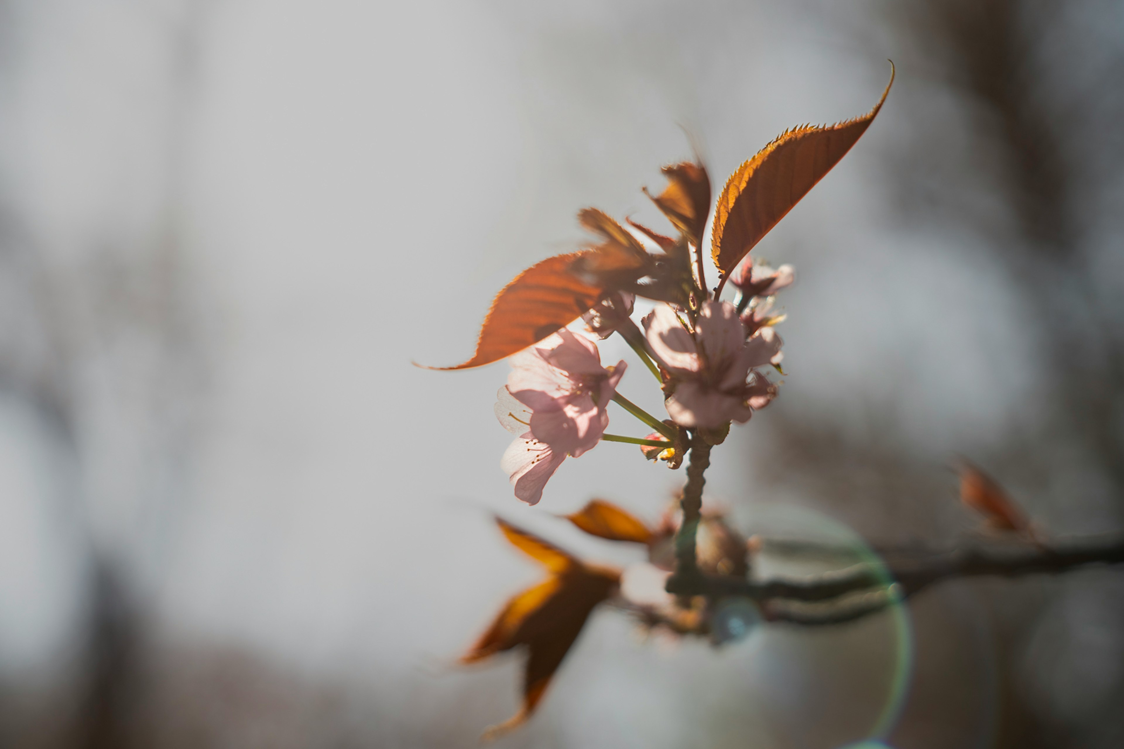 Gros plan d'une branche avec de délicates fleurs roses et des feuilles brunes