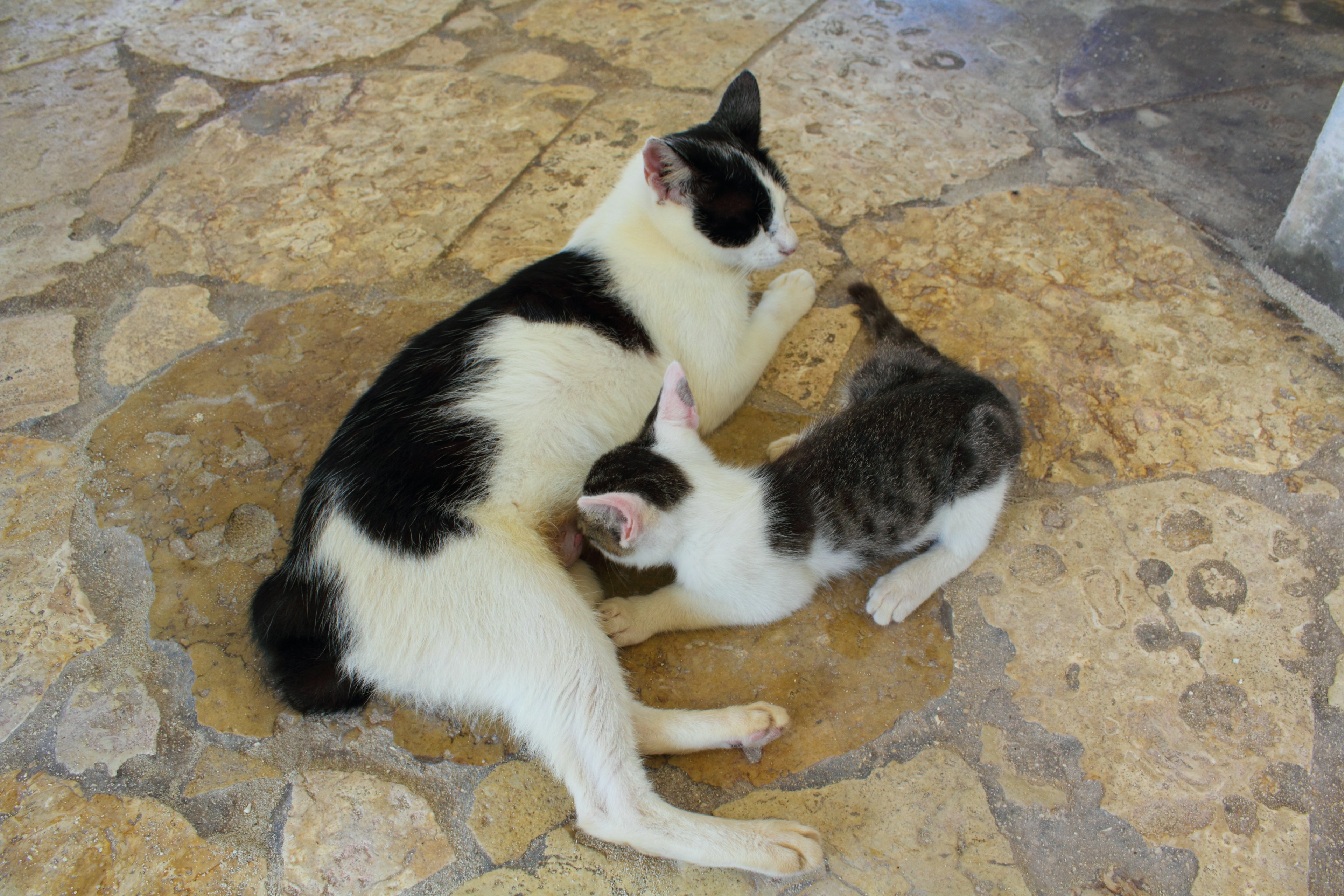 Un gatto bianco e nero sdraiato sul pavimento con un gattino che ciuccia