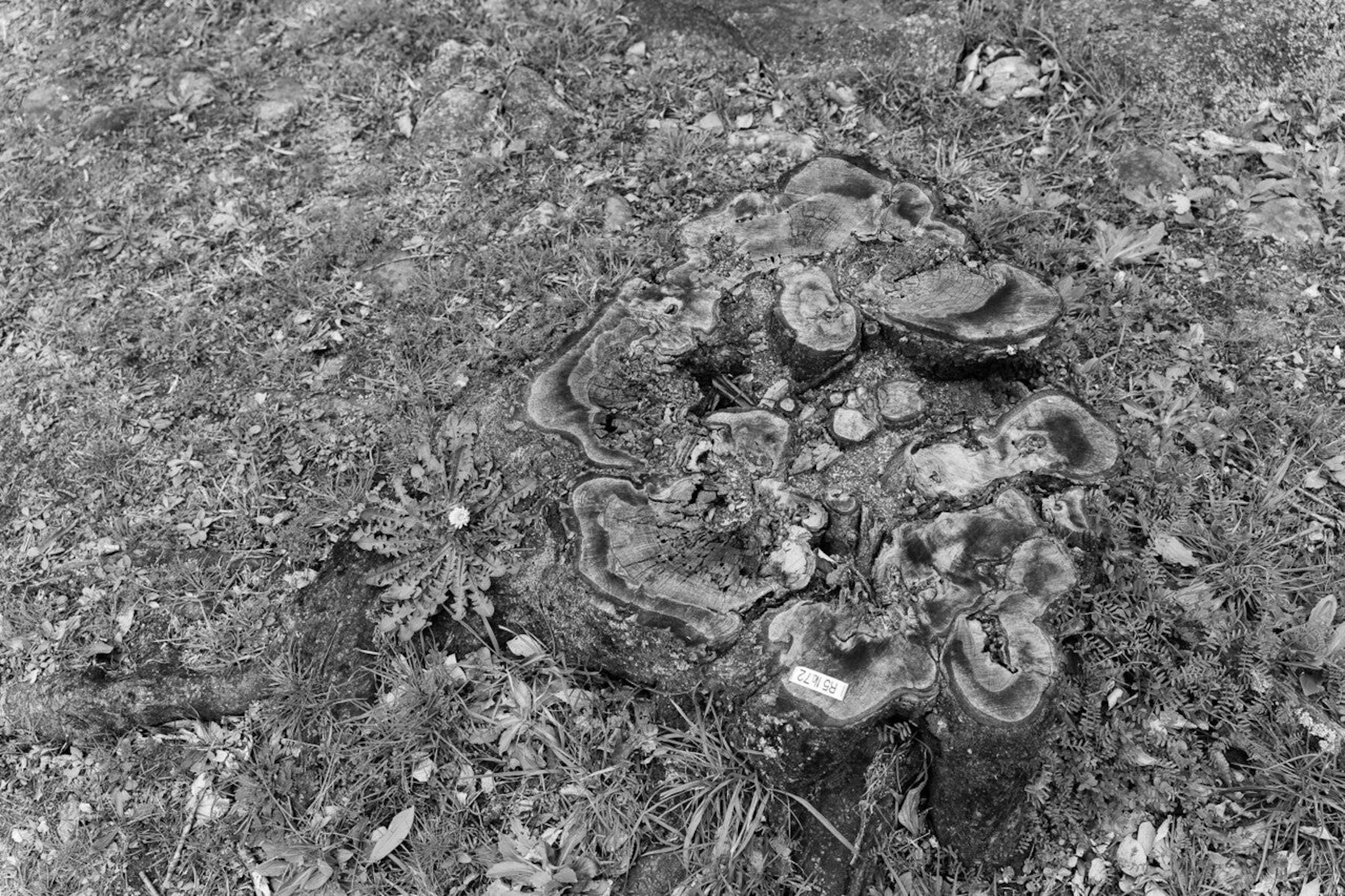 Black and white image of a tree stump surrounded by grass