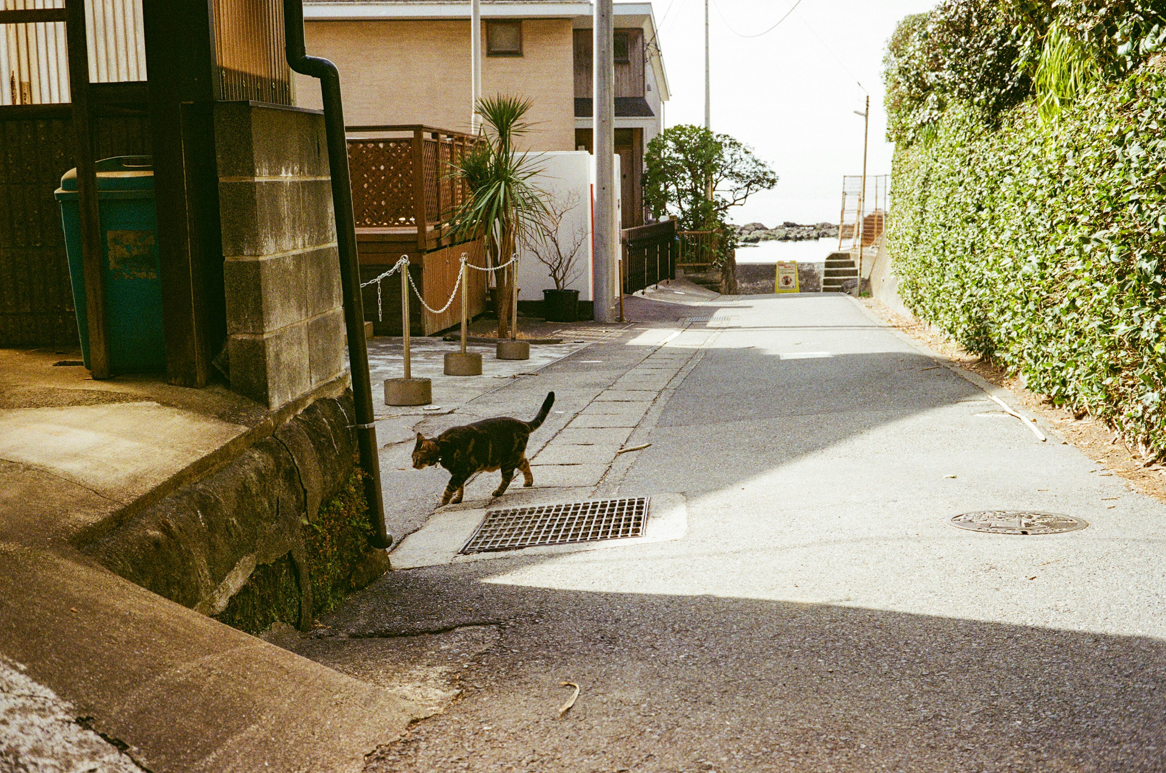 猫が静かな通りを歩いている風景