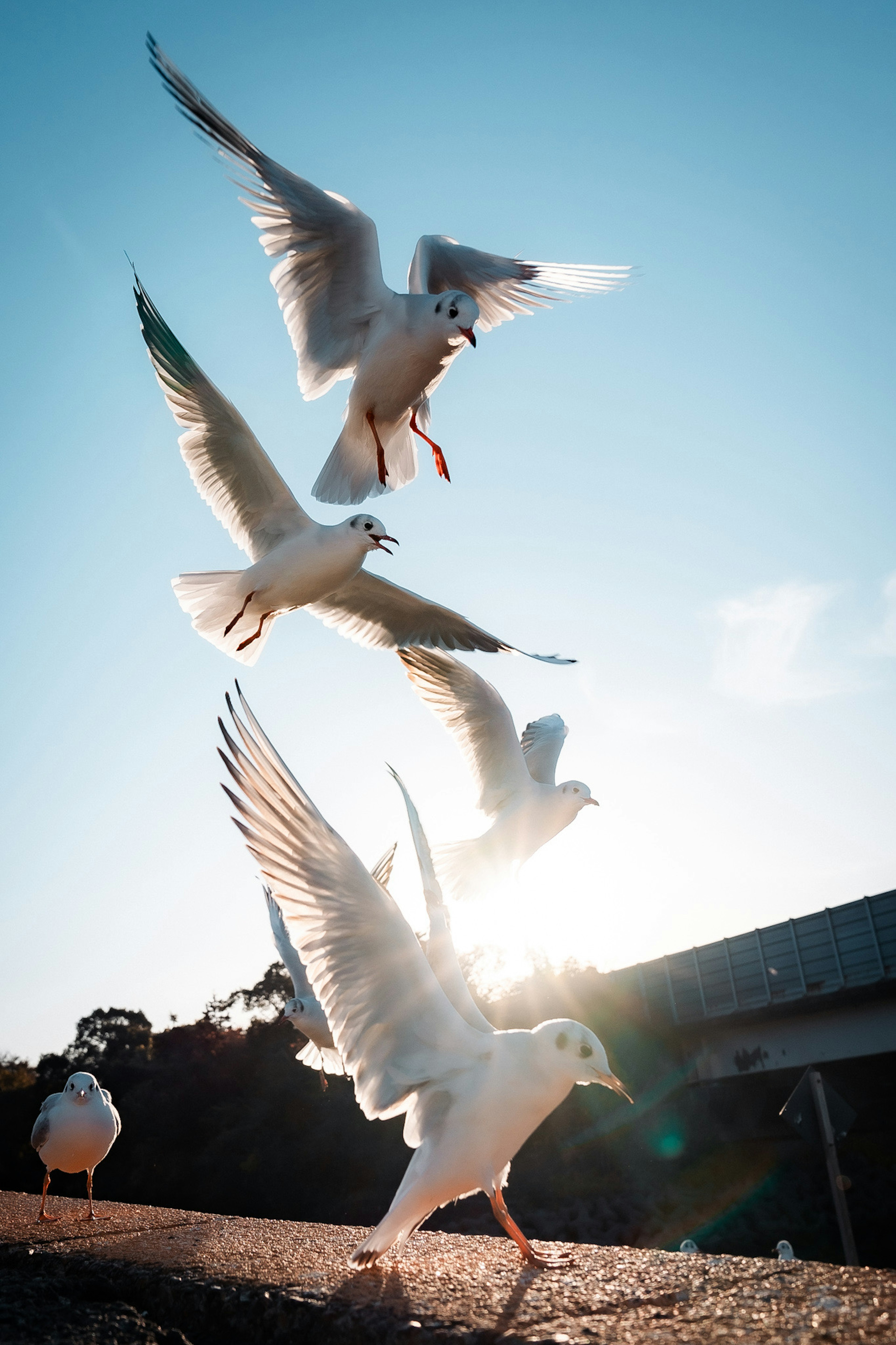 Vögel im Flug mit einer hellen Sonne im Hintergrund