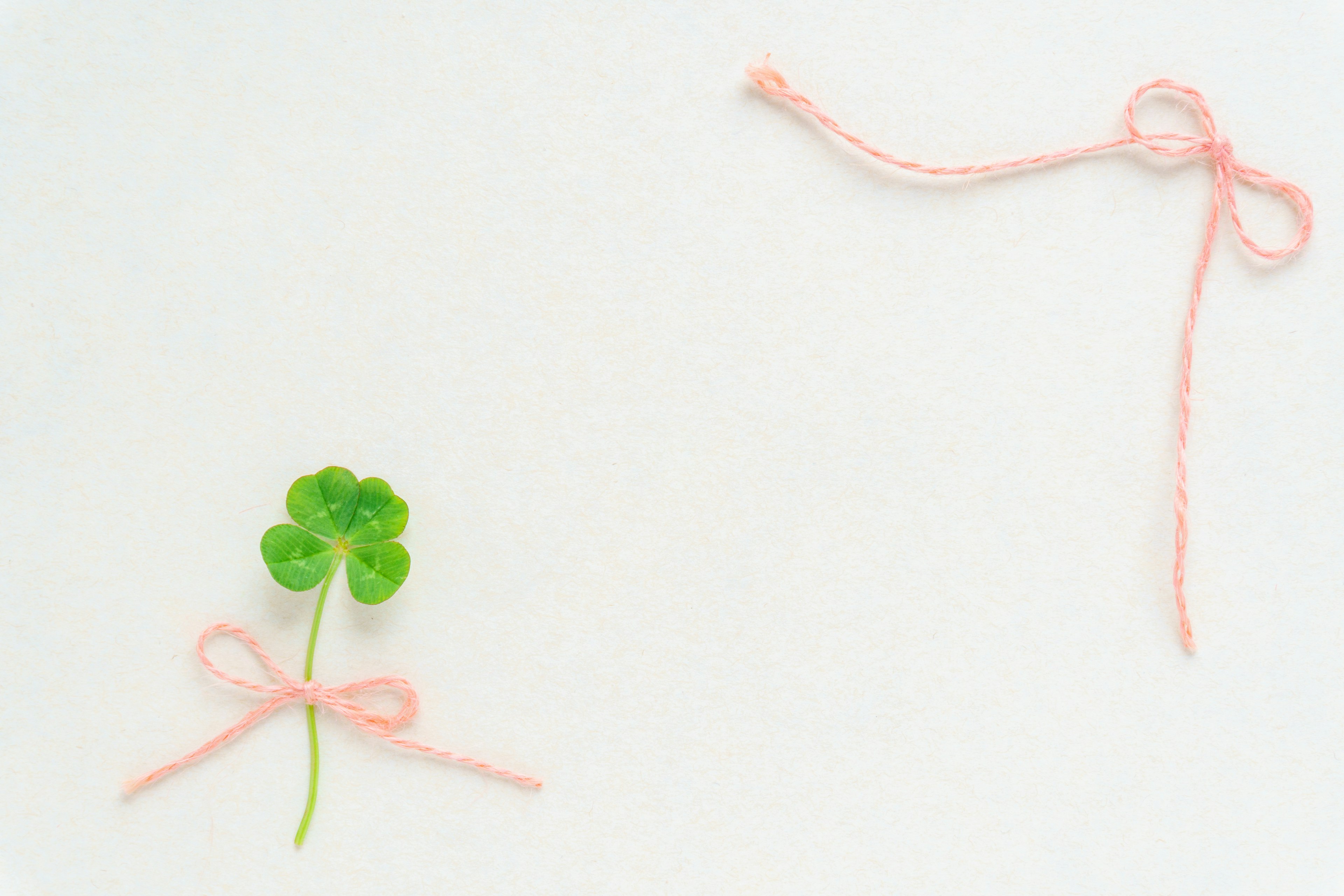 Un trèfle à quatre feuilles vert et un ruban rose sur un fond simple