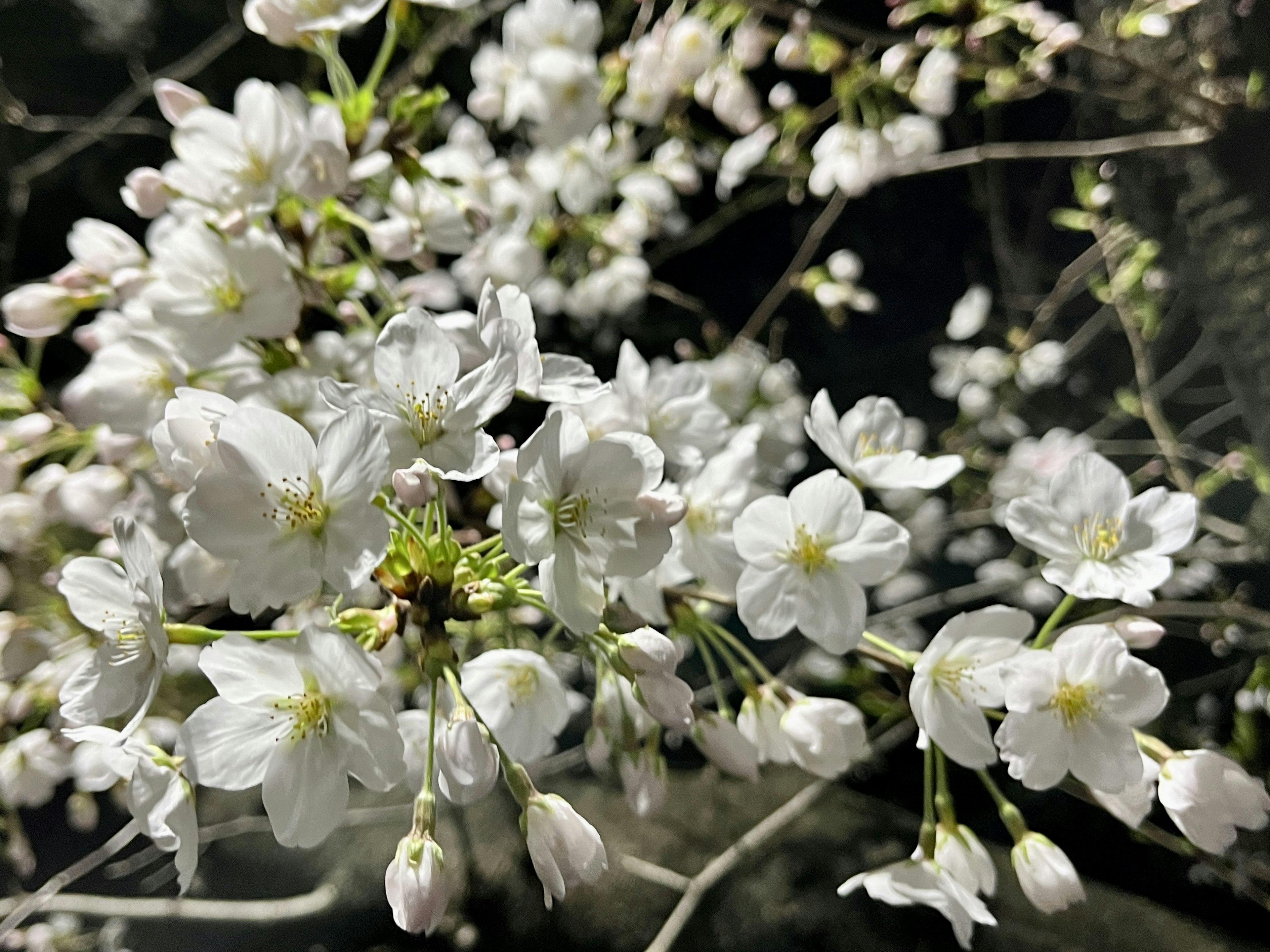 Close-up of white flowers blooming on a branch against a night background