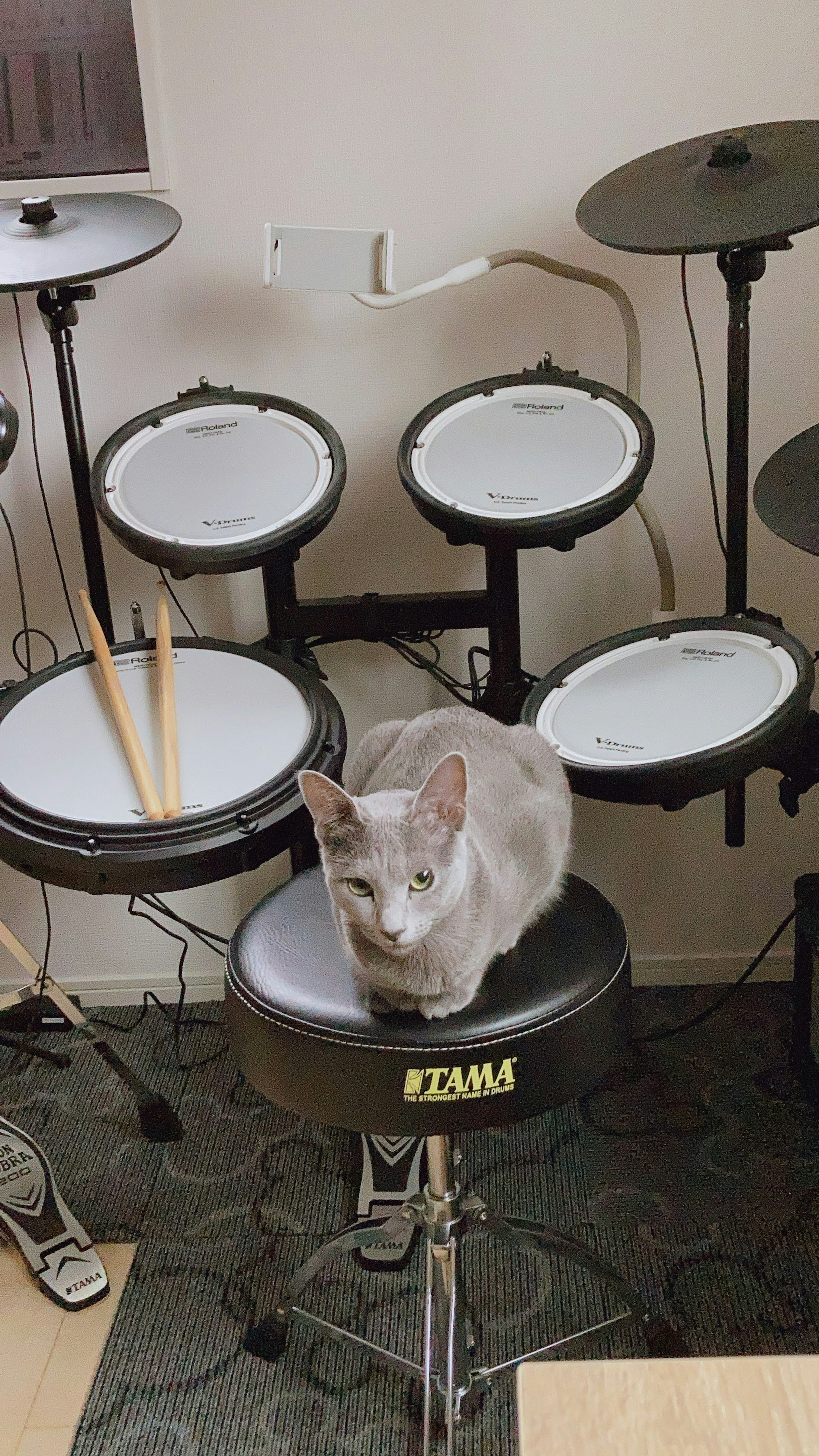 Gray cat sitting on an electronic drum set